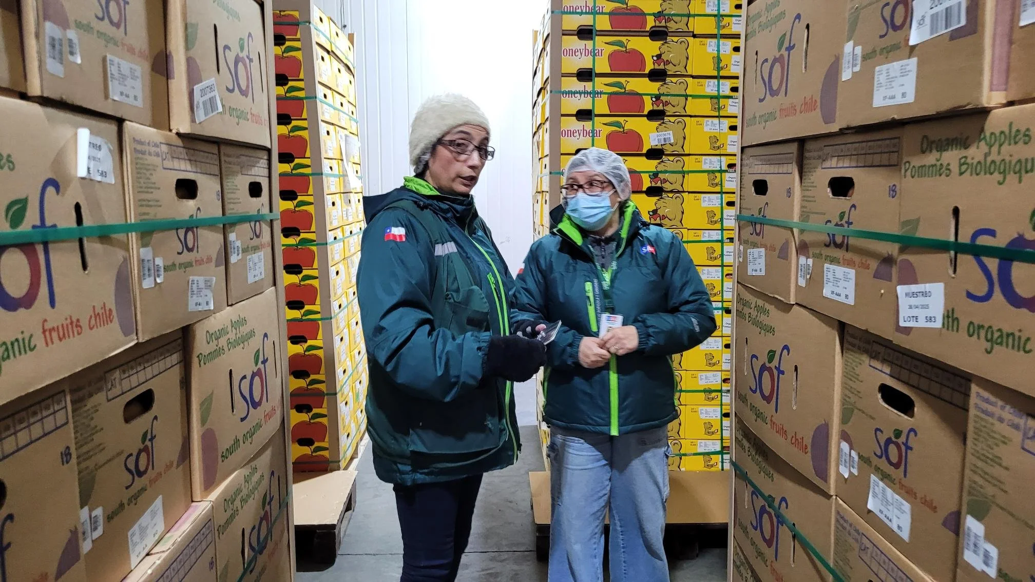 SAG Ñuble aumenta control fitosanitario de manzanas de exportación