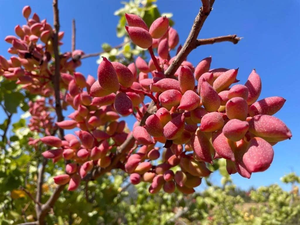 Encuentro internacional “Viraliza Ñuble” proyecta a la Región como nuevo polo frutícola de Chile