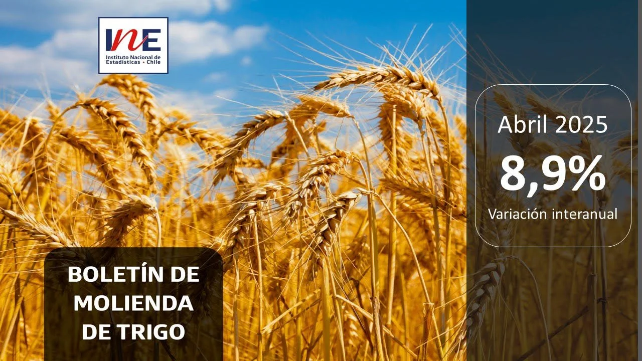 INE Ñuble publica cifras de molienda de trigo correspondiente a abril de 2025.