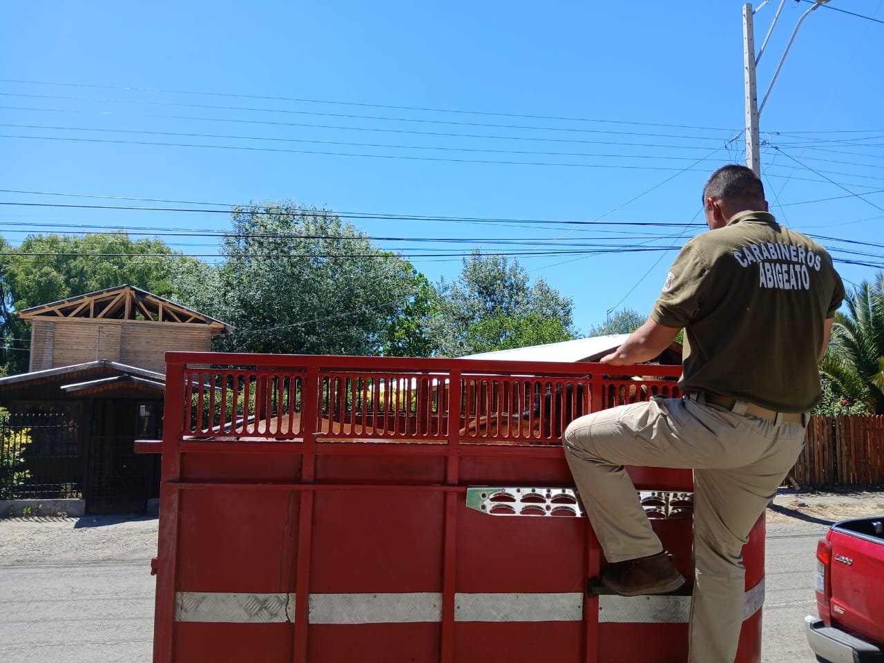 En feria ganadera Carabineros detuvo a sujeto que comercializaba caballar de forma ilegal