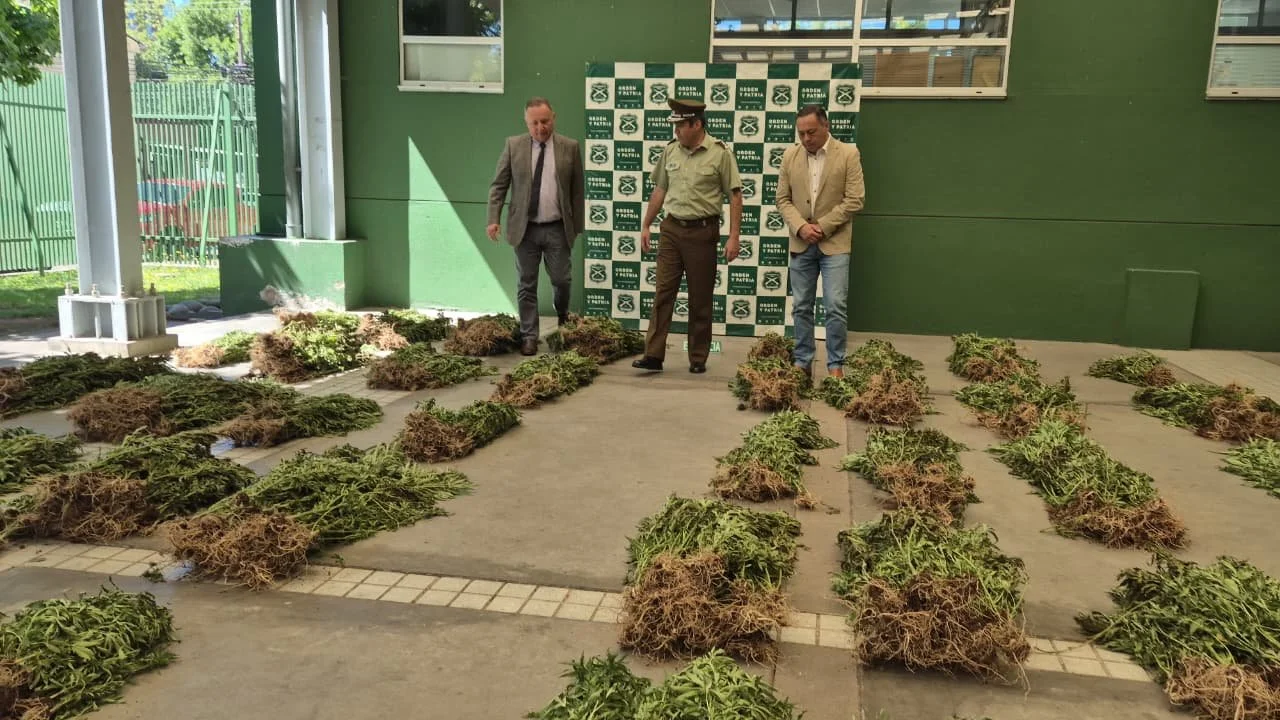 Carabineros del OS7 Ñuble decomisó más de 2.500 plantas de cannabis en Pemuco