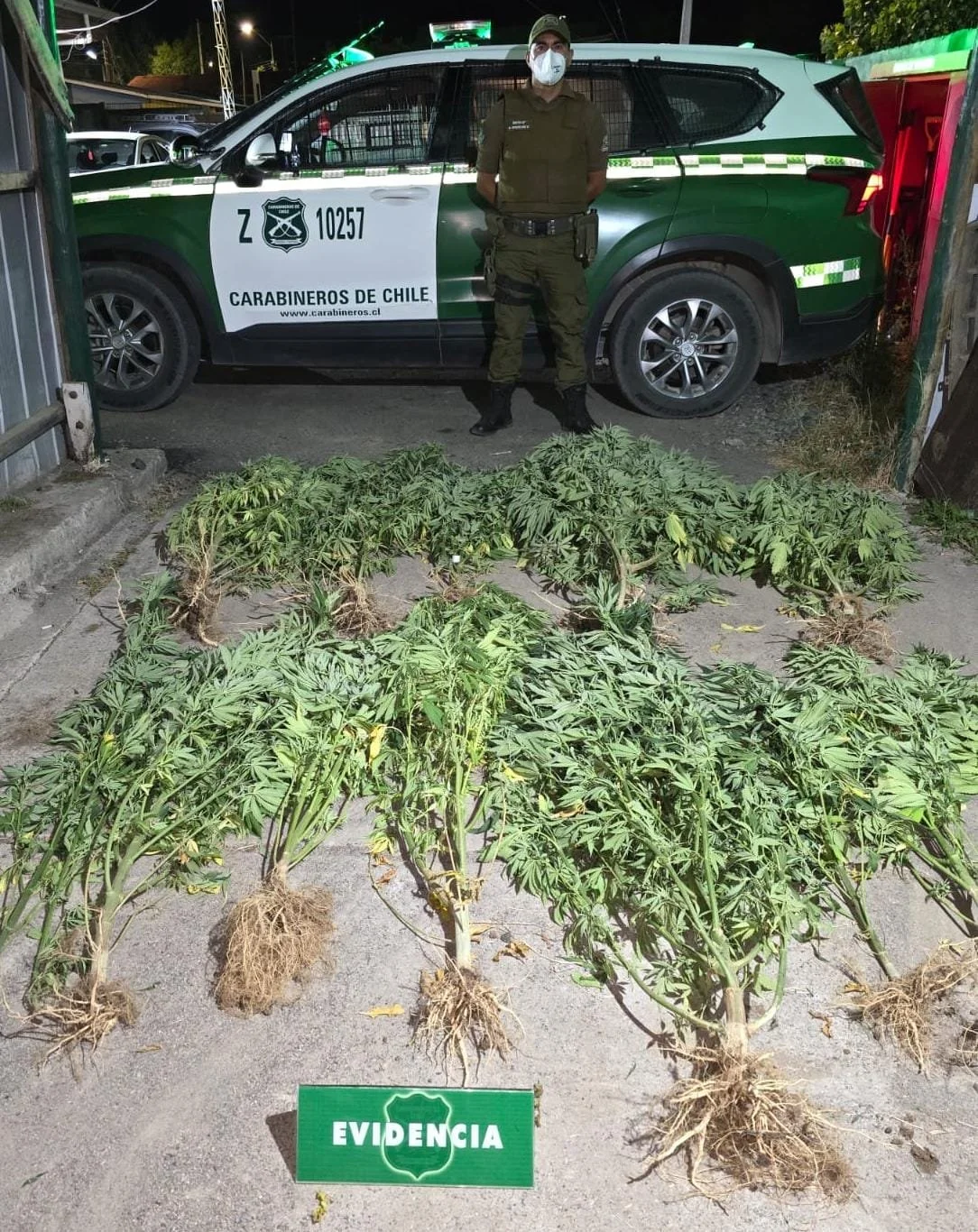 Violento episodio de VIF en Ninhue termina con detenido y hallazgo de cultivo ilegal de cannabis