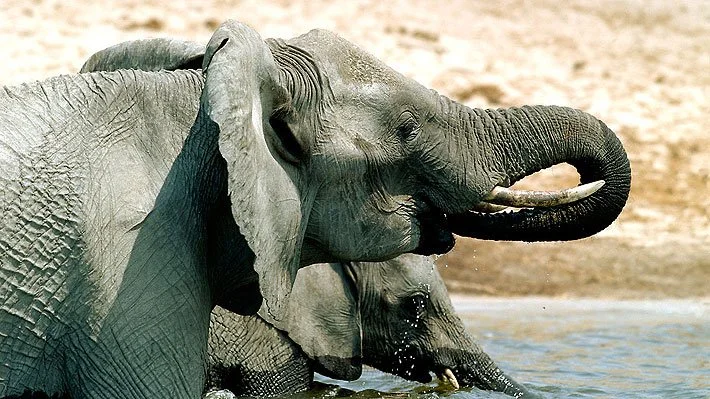 Fatal encuentro con fauna silvestre: elefante mata a turista durante actividad matinal en Tailandia