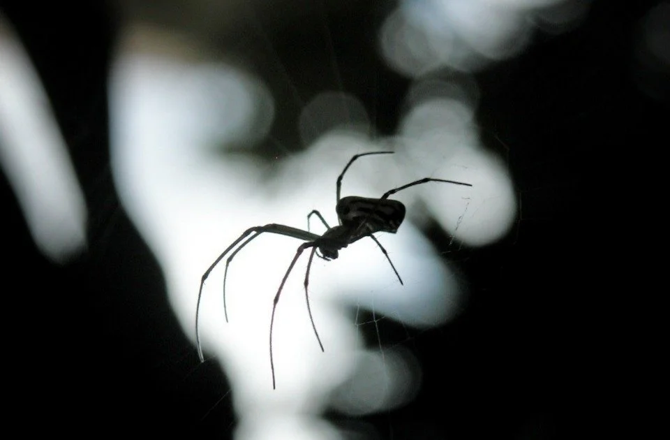 Araña de rincón: medidas de prevención y recomendaciones ante una mordedura