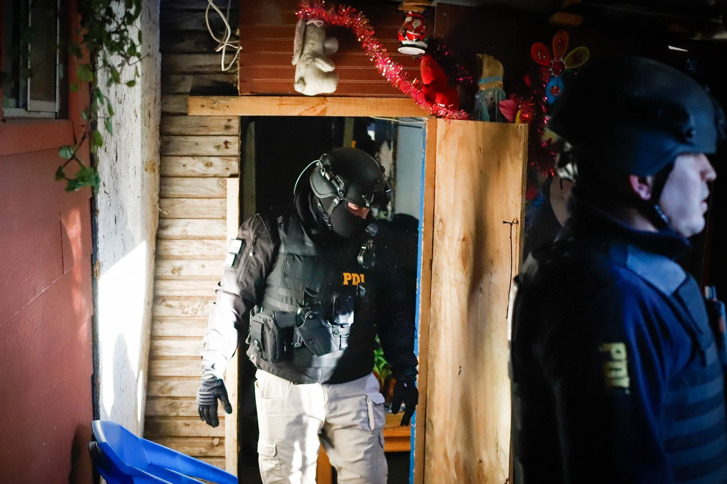 PDI detiene a hombre que mantenía cultivo ilegal de cannabis en Coelemu.