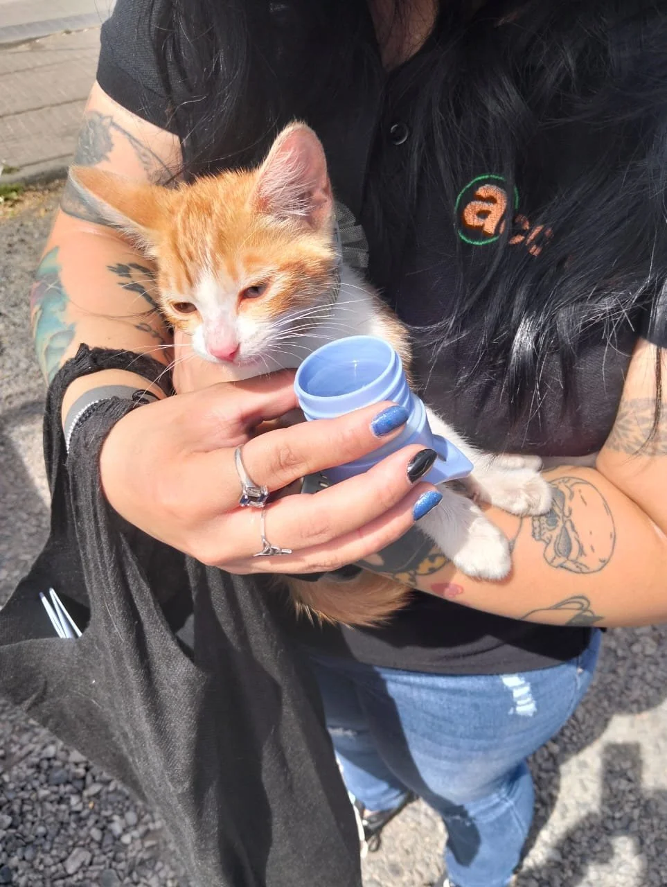 Inspectores de seguridad municipal rescatan a gato deshidratado dentro de auto en Chillán