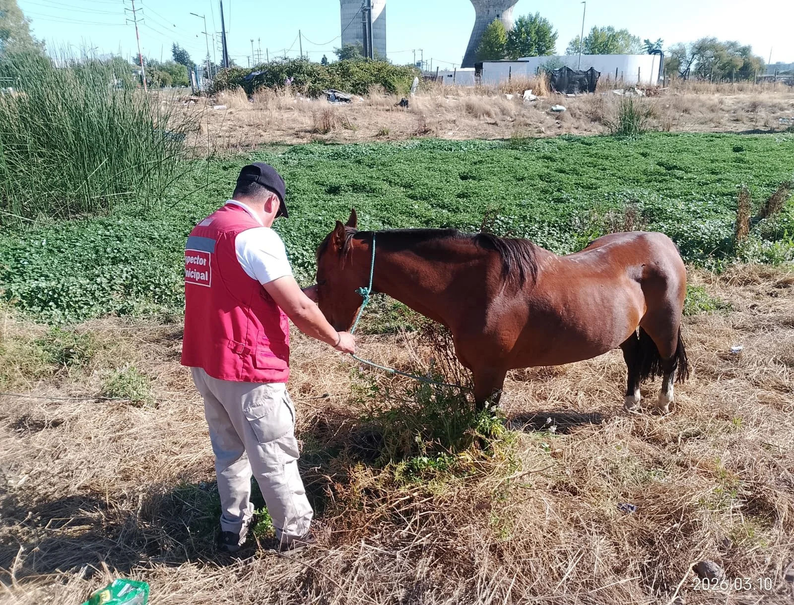 Seguridad Ciudadana entrega ayuda a caballo maltratado y cita a dueño a Juzgado de Policía Local