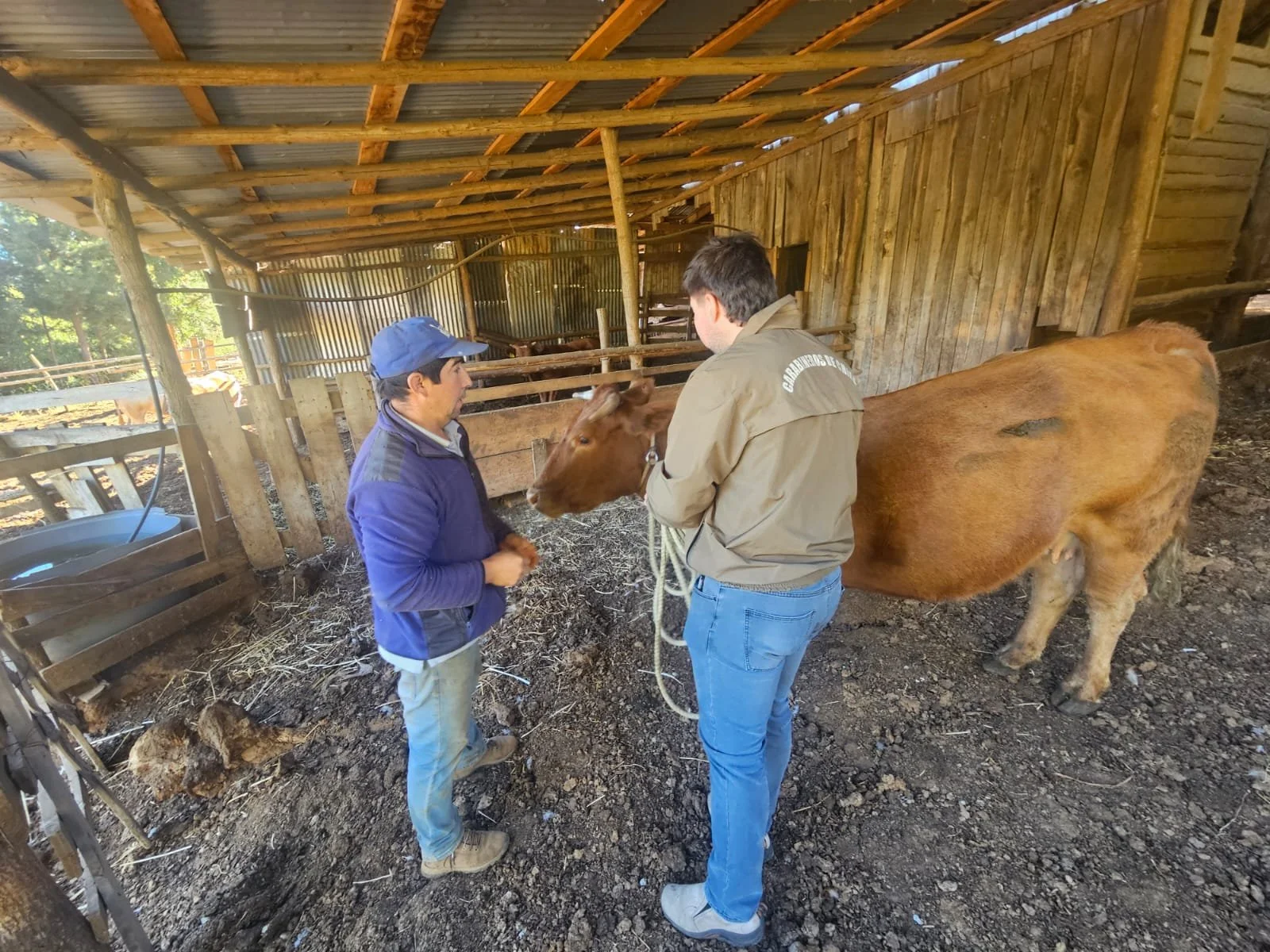Recuperan animal robado en Coihueco tras rápida acción policial