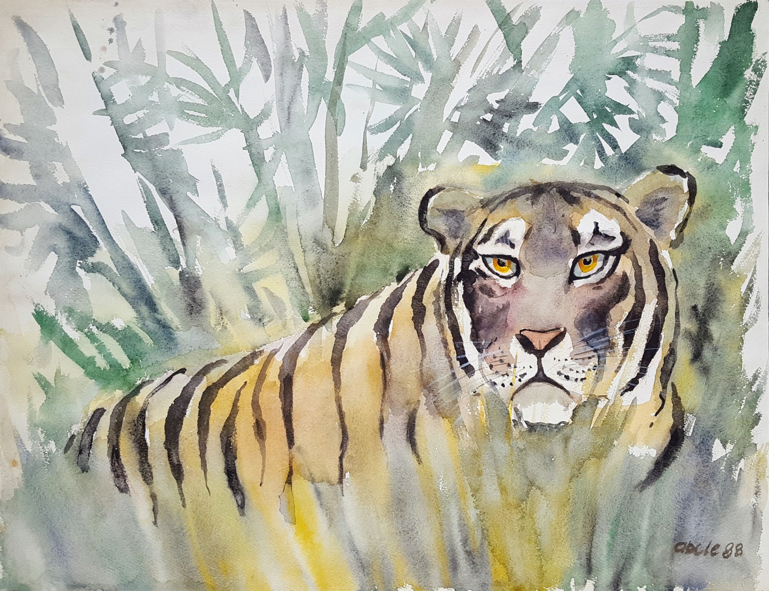 Indian Tiger in Bamboo