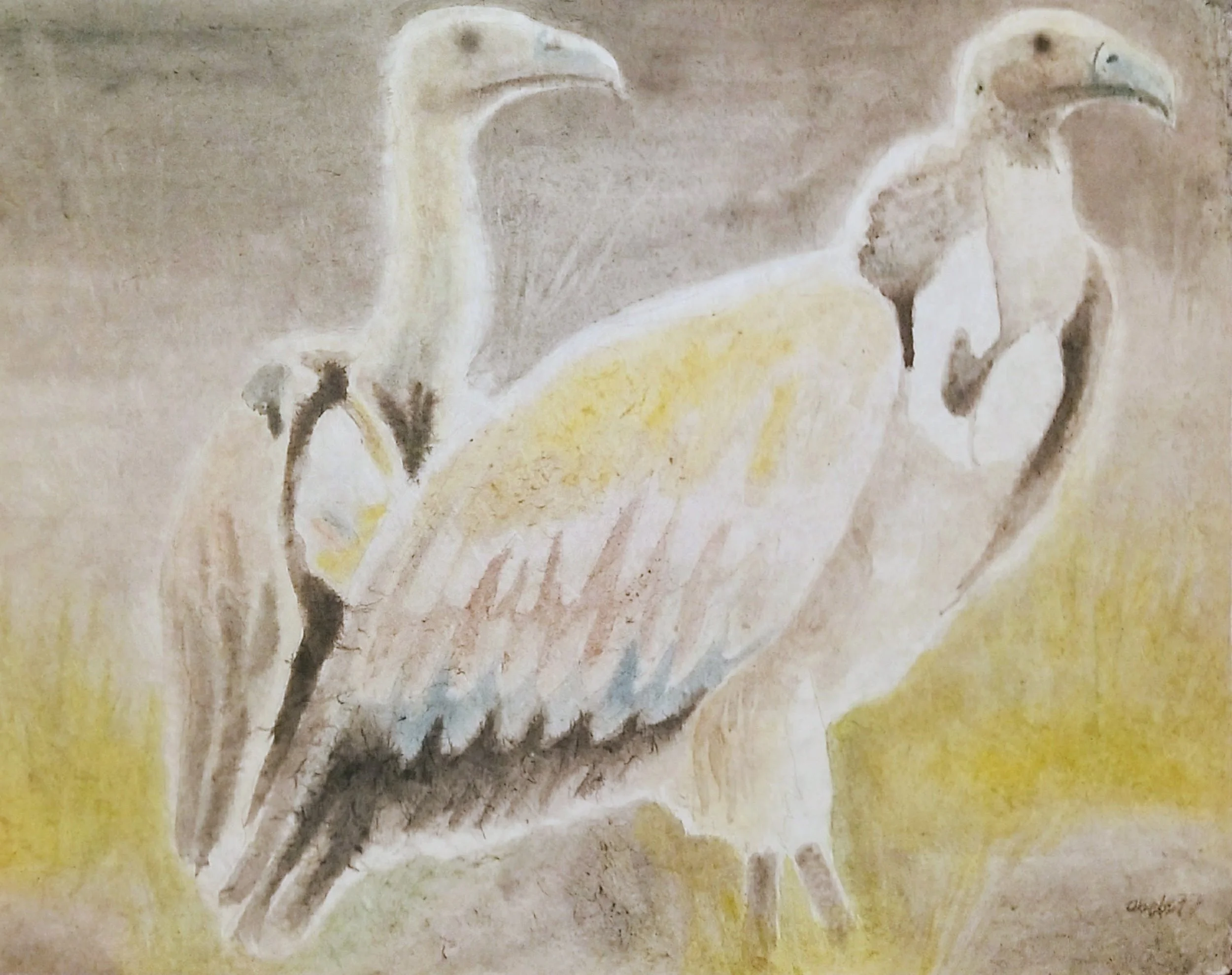 Gänsergeier in Erwartung / Griffon Vulture in Expectation