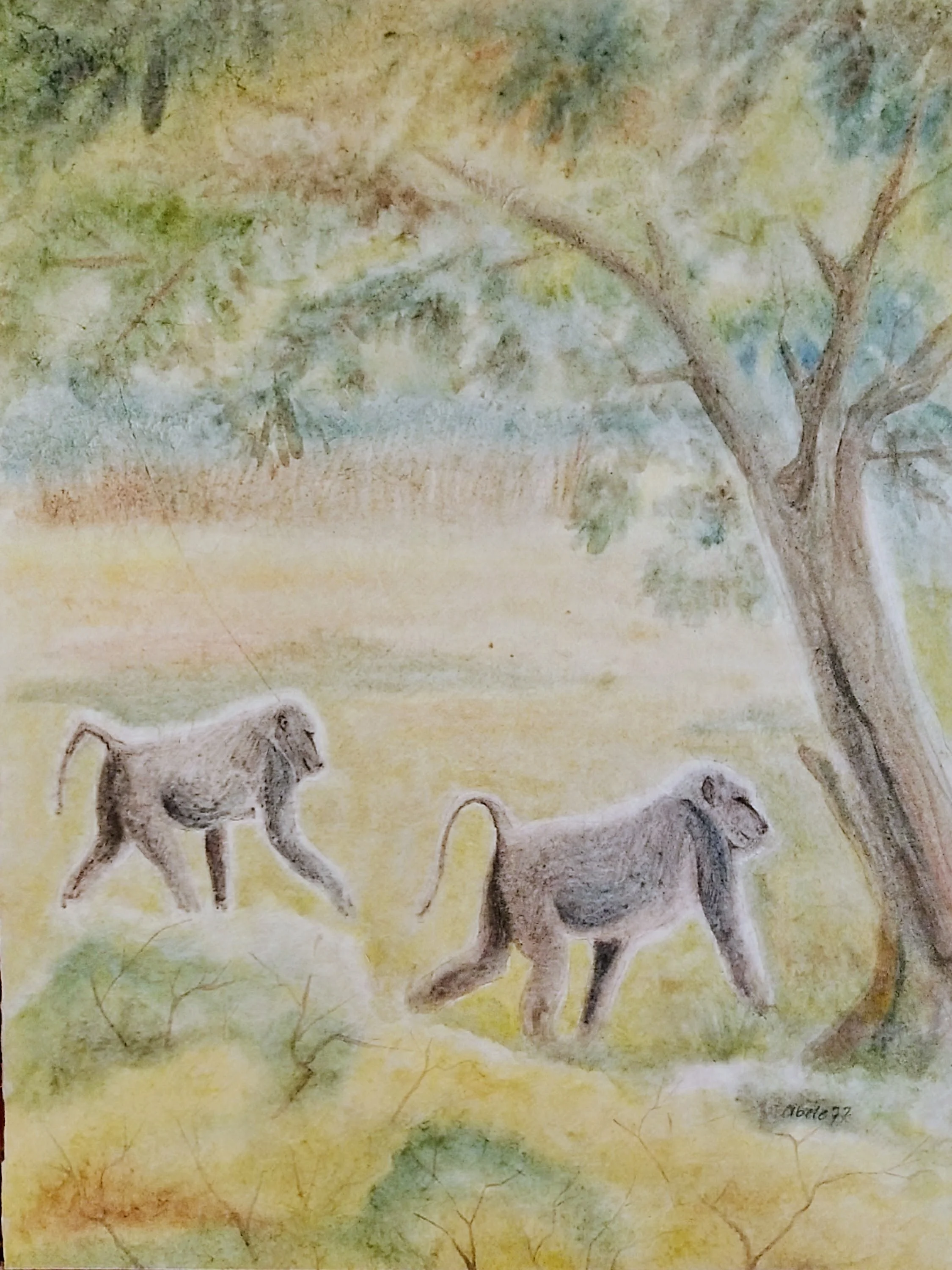 Paviane am Mount Meru, Tansania / Baboons at Mount Meru, Tanzania