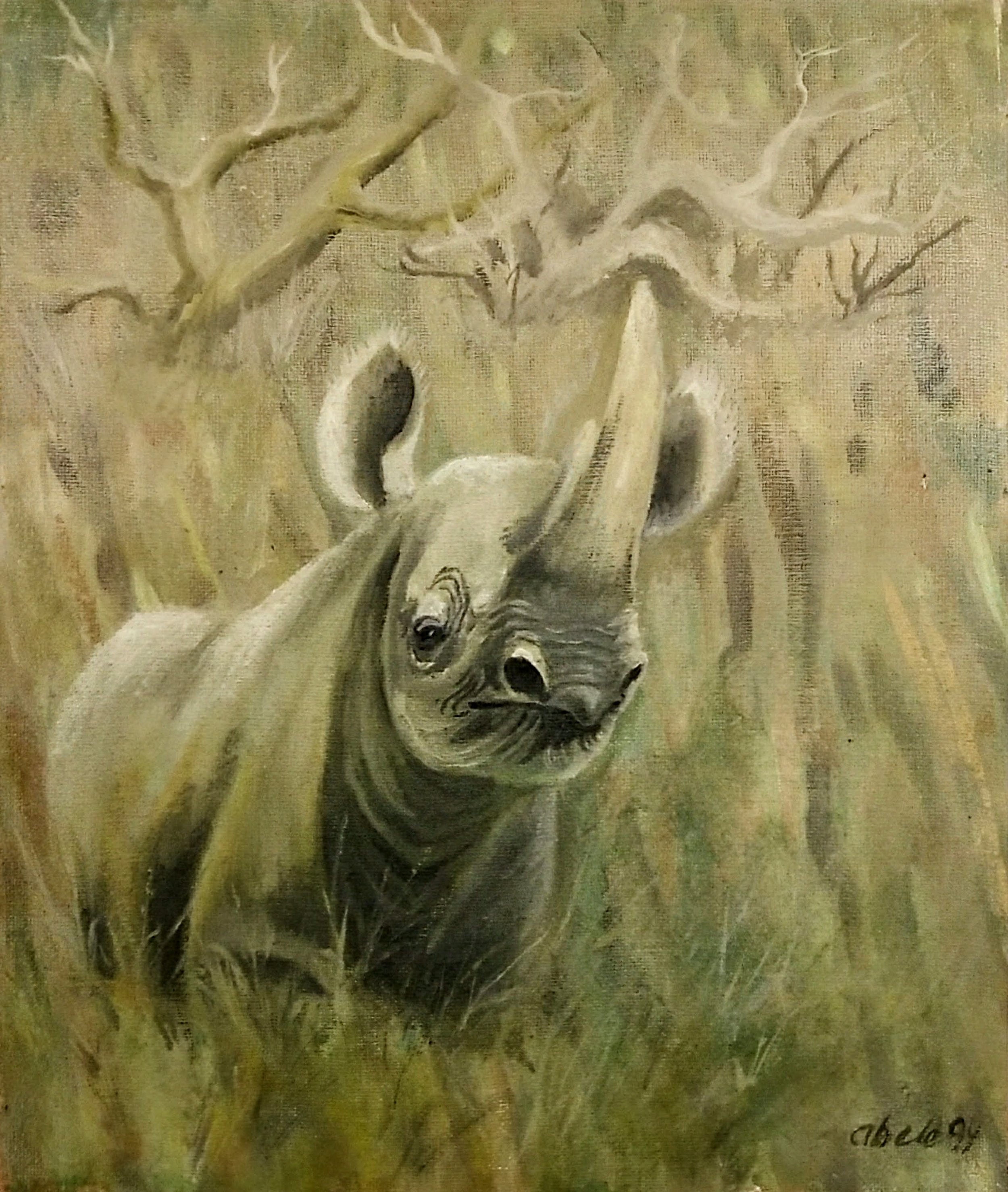 Spitzmaulnashorn horscht auf jedes Geräusch / Black Rhino Hears Every Sound 