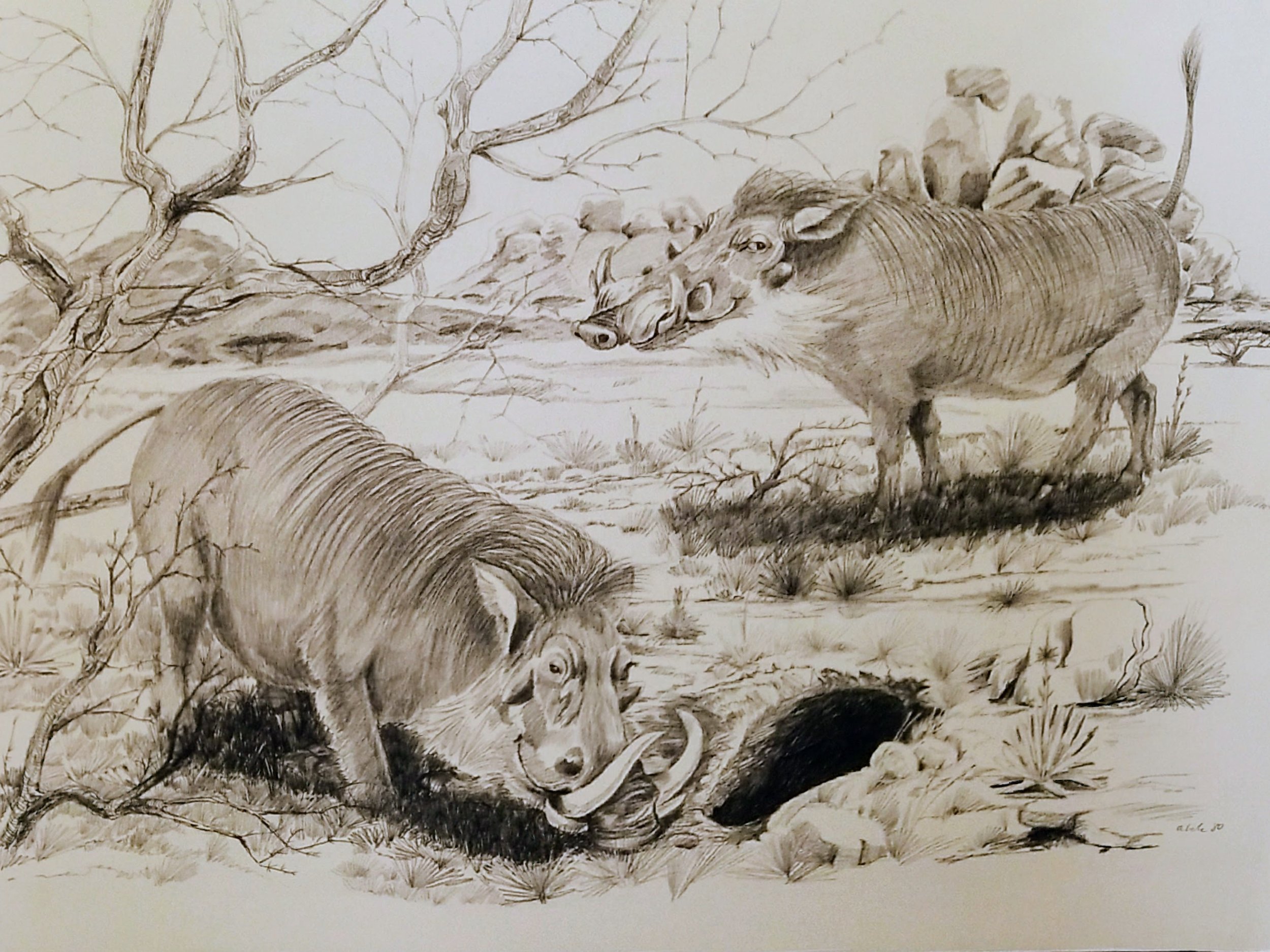 Warthogs Digging a Den