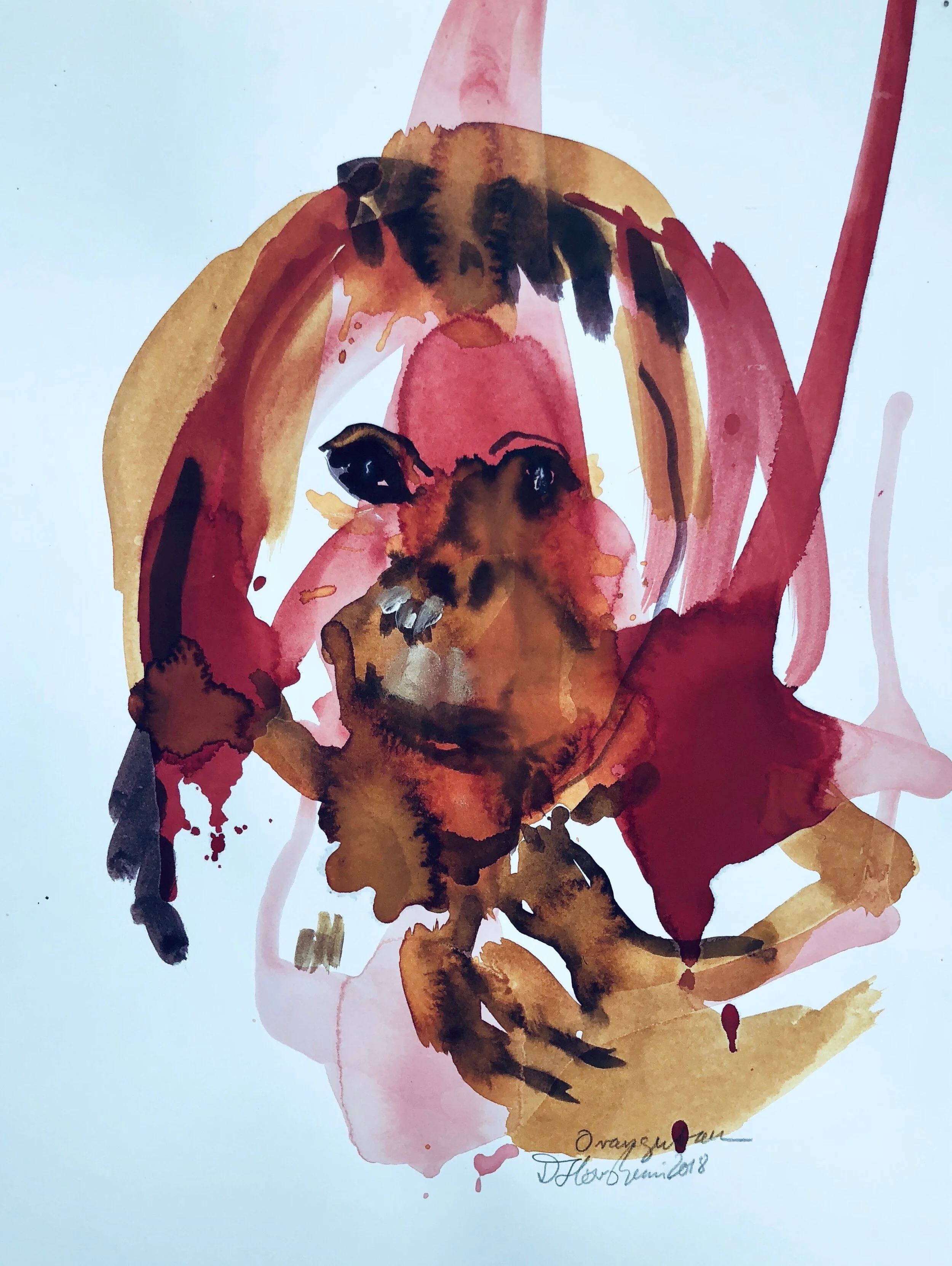 Orangutan