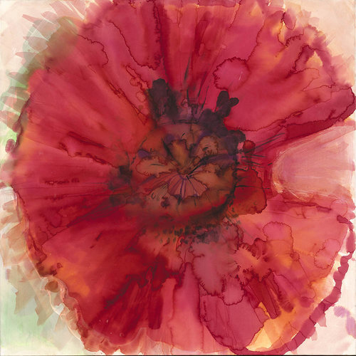 Papaver Orientale