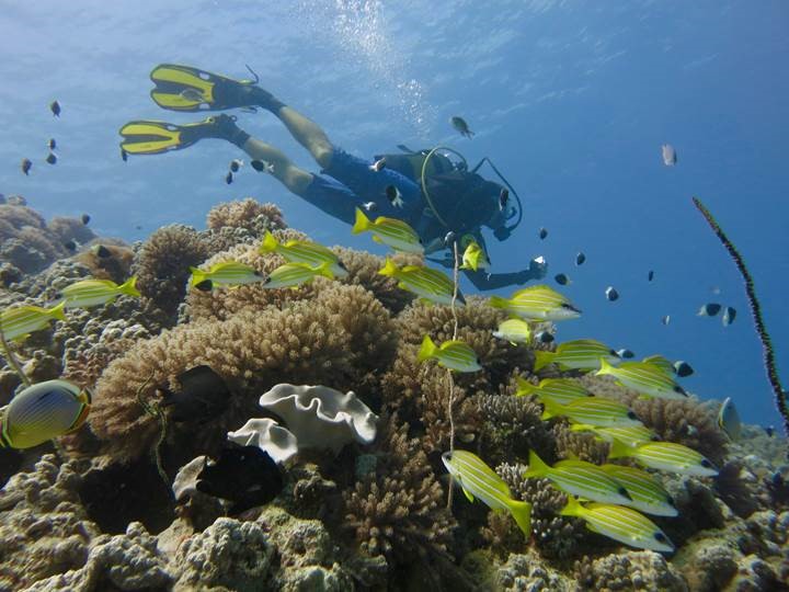 Diving.jpg