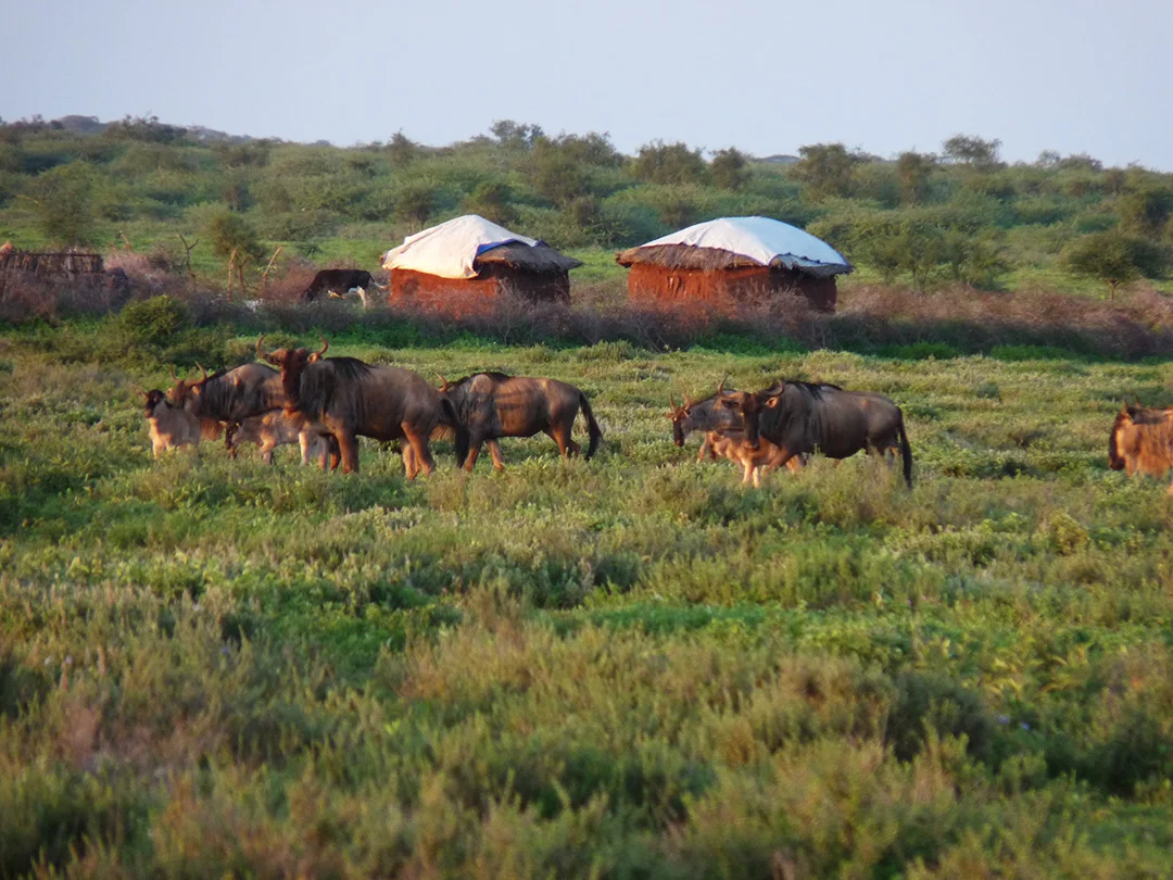 Wildebeest-&-Maasai-Home.jpg