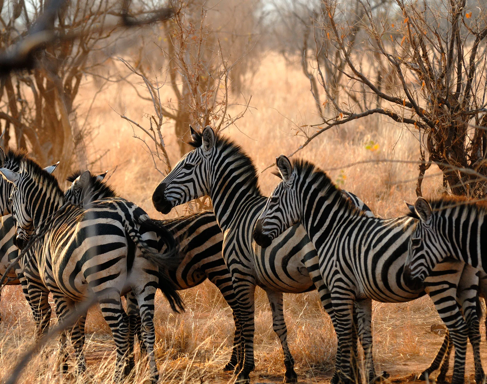 Hadza-Wildlife-Zebra-more-3.jpg