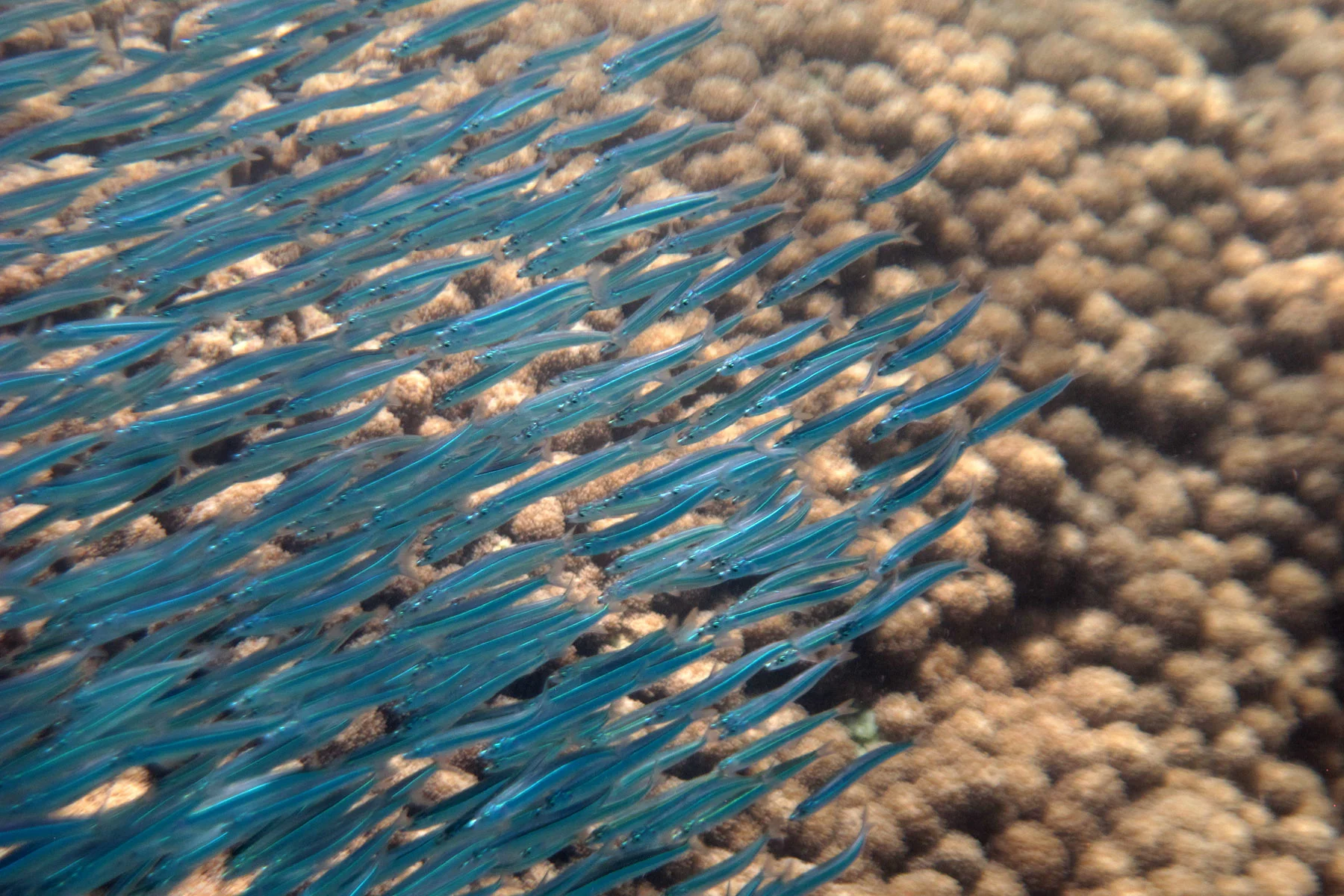 Blue_fish.jpg