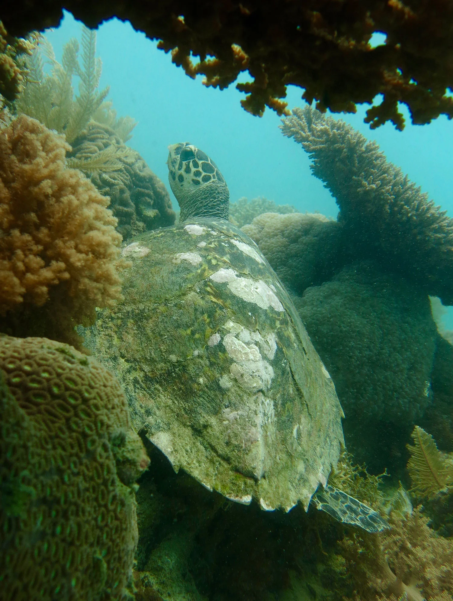 turtle_web.jpg