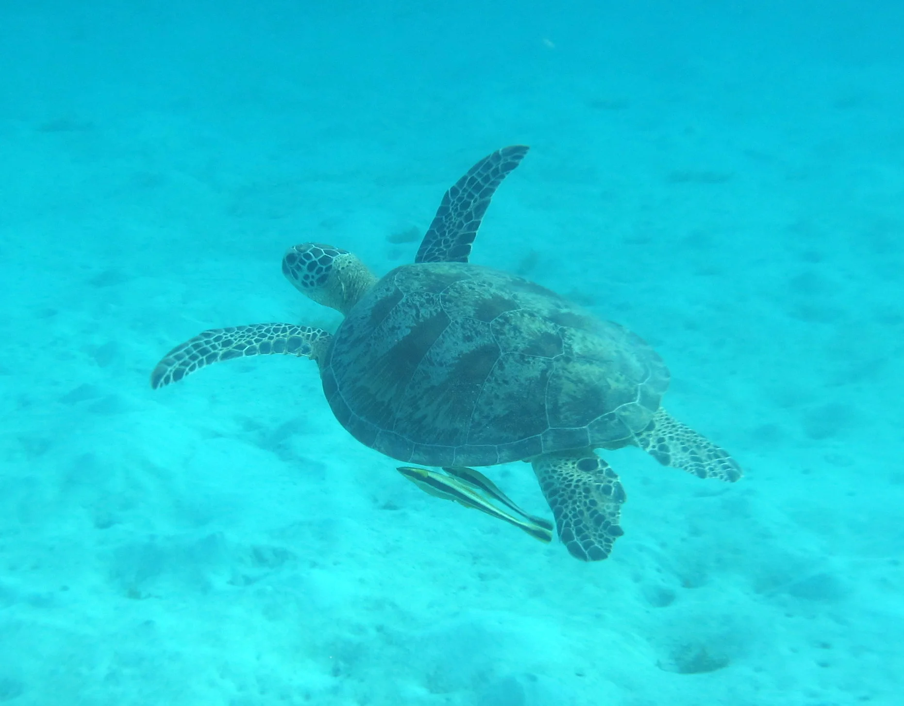 turtle_web.jpg