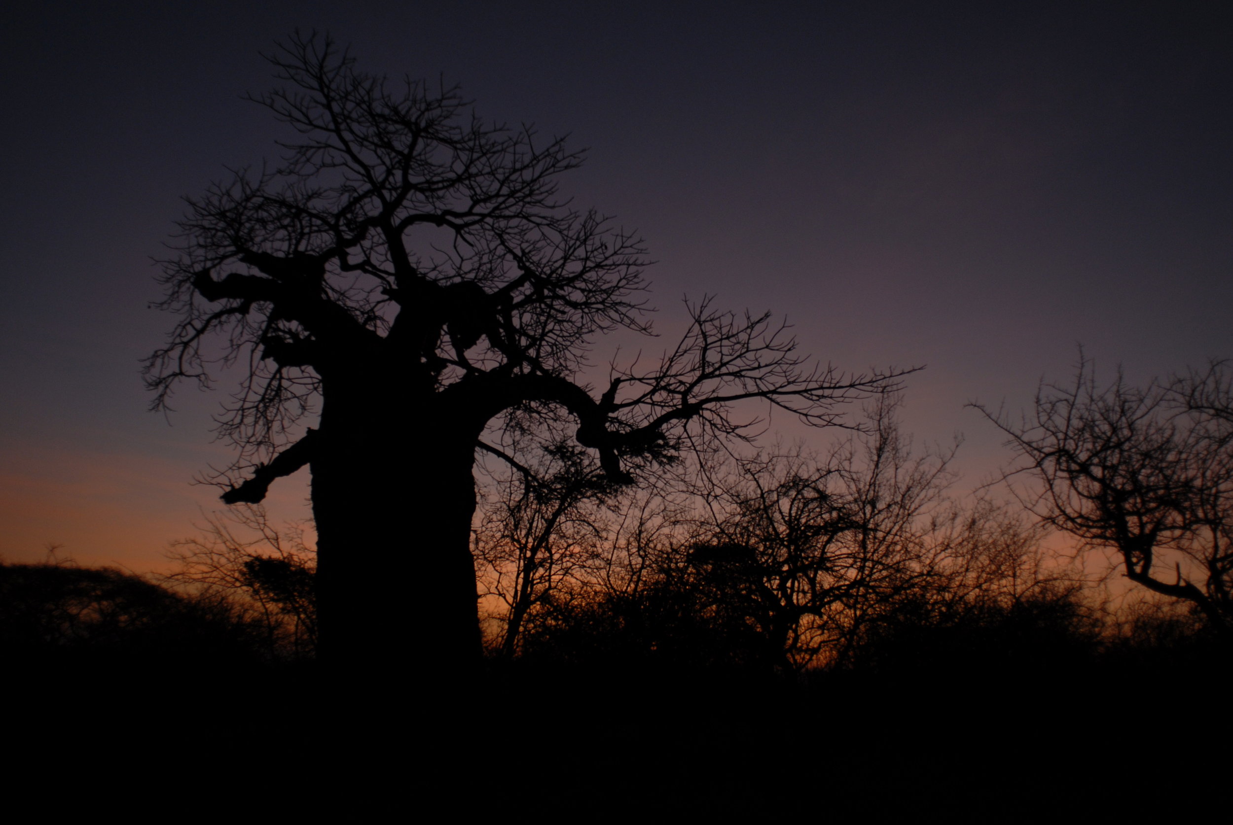 A Gathering at Tarangire Safari Lodge