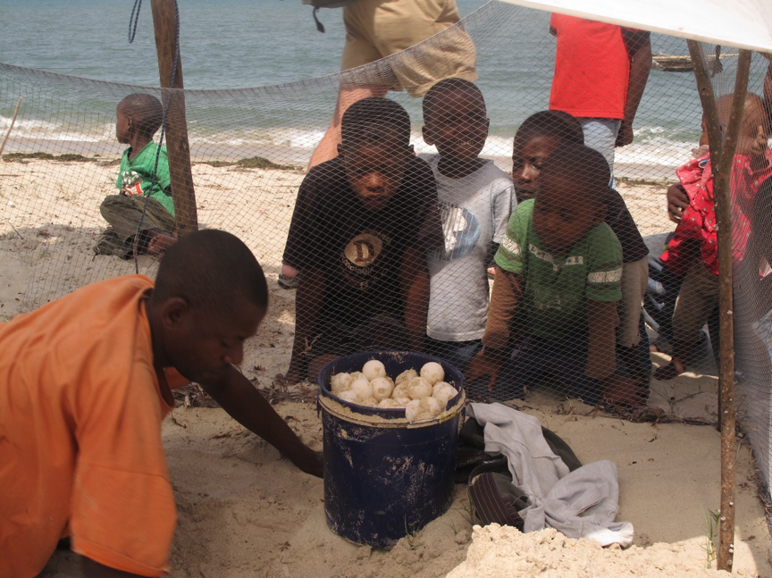 Kids from the nearby Ushongo Village observing a Green Turtle nest relocation.