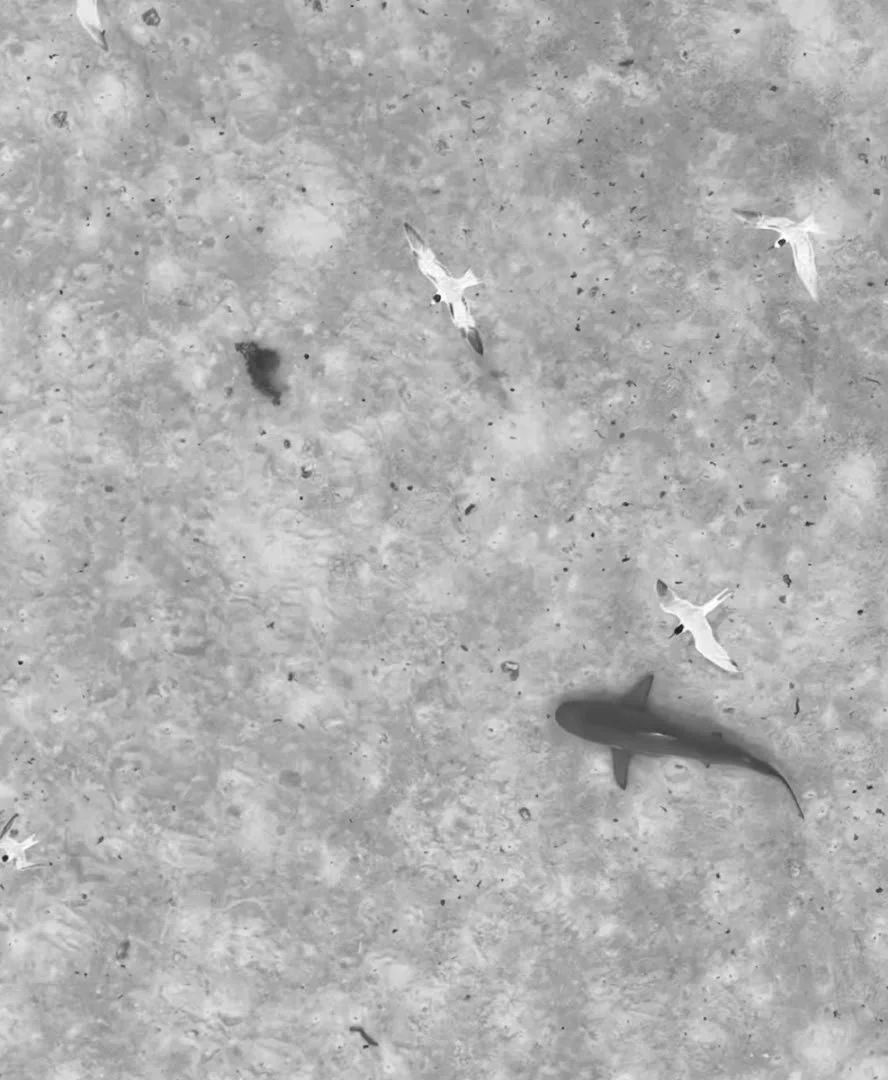 White tip reef sharks contributing to the thriving Maziwe reef ecosystem.