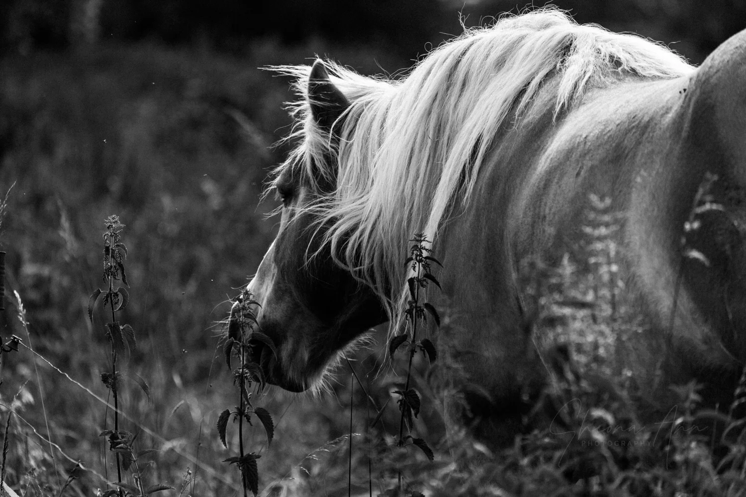 TheNettle2_bw_website_SheonaAnnPhotography (1 of 1).jpg