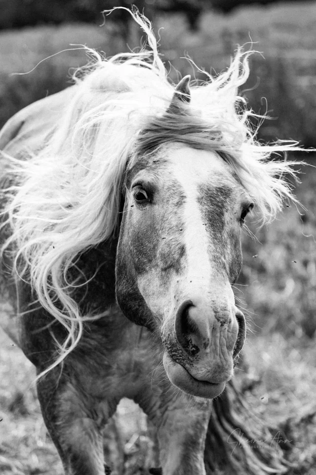 The shake_bw_sm_SheonaAnnPhotography (1 of 2).jpg
