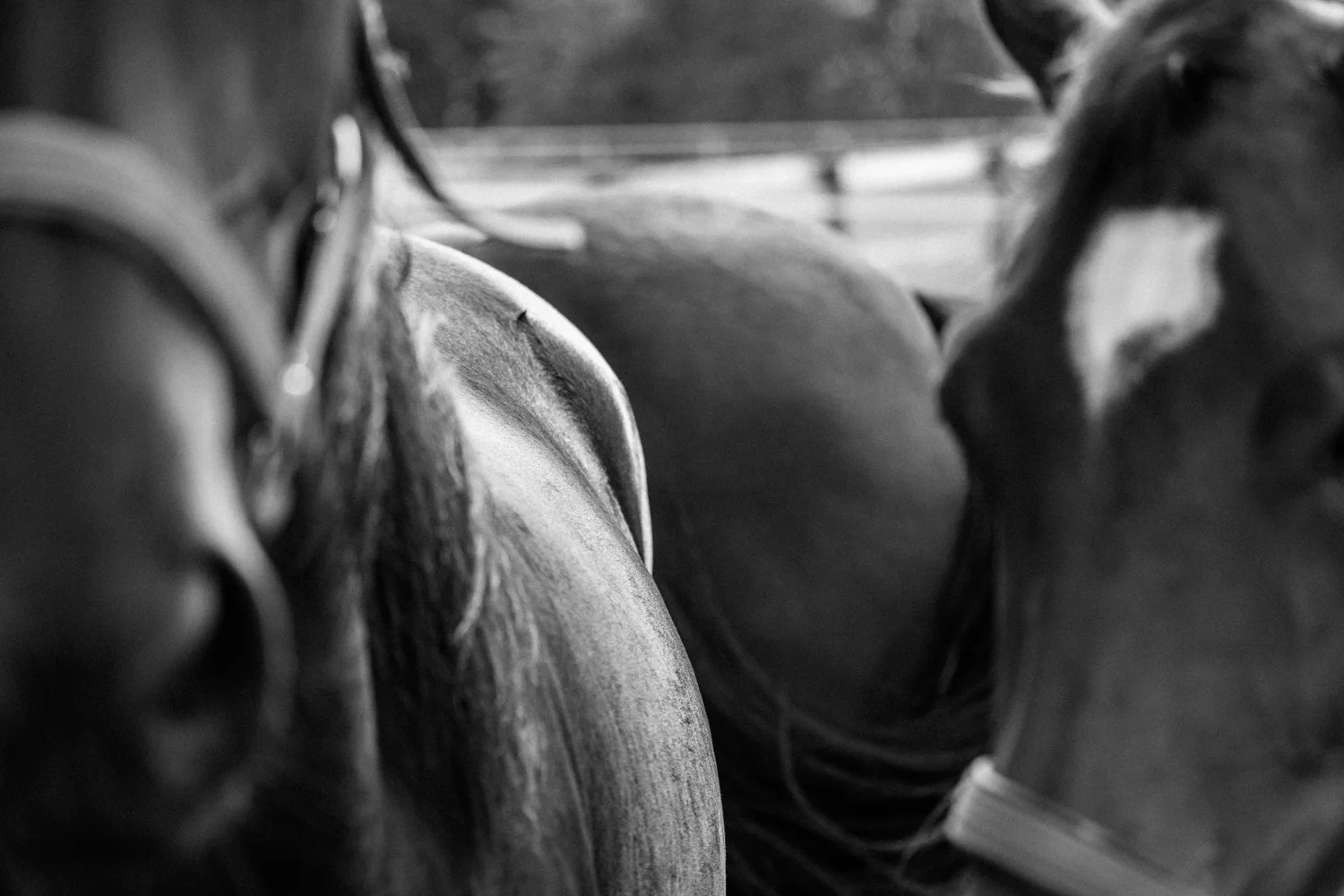 FOal-bw-inaction_SheonaAnnPhotography (1 of 1)-2.jpg
