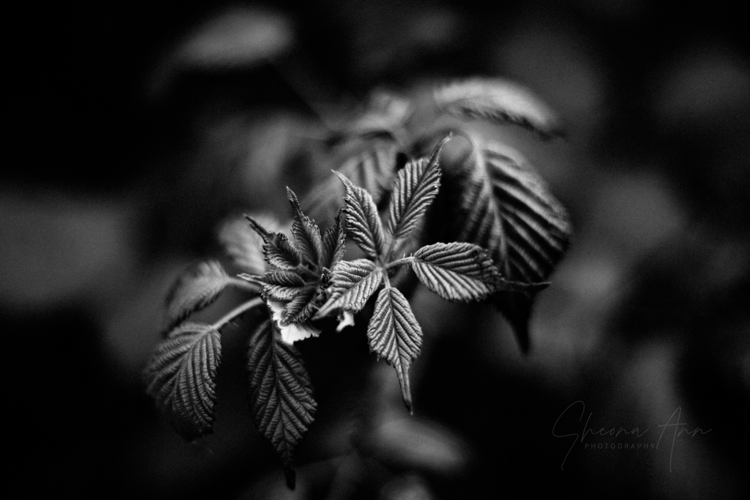 nettles&co_SAP_SheonaAnnPhotography (6 of 14).jpg