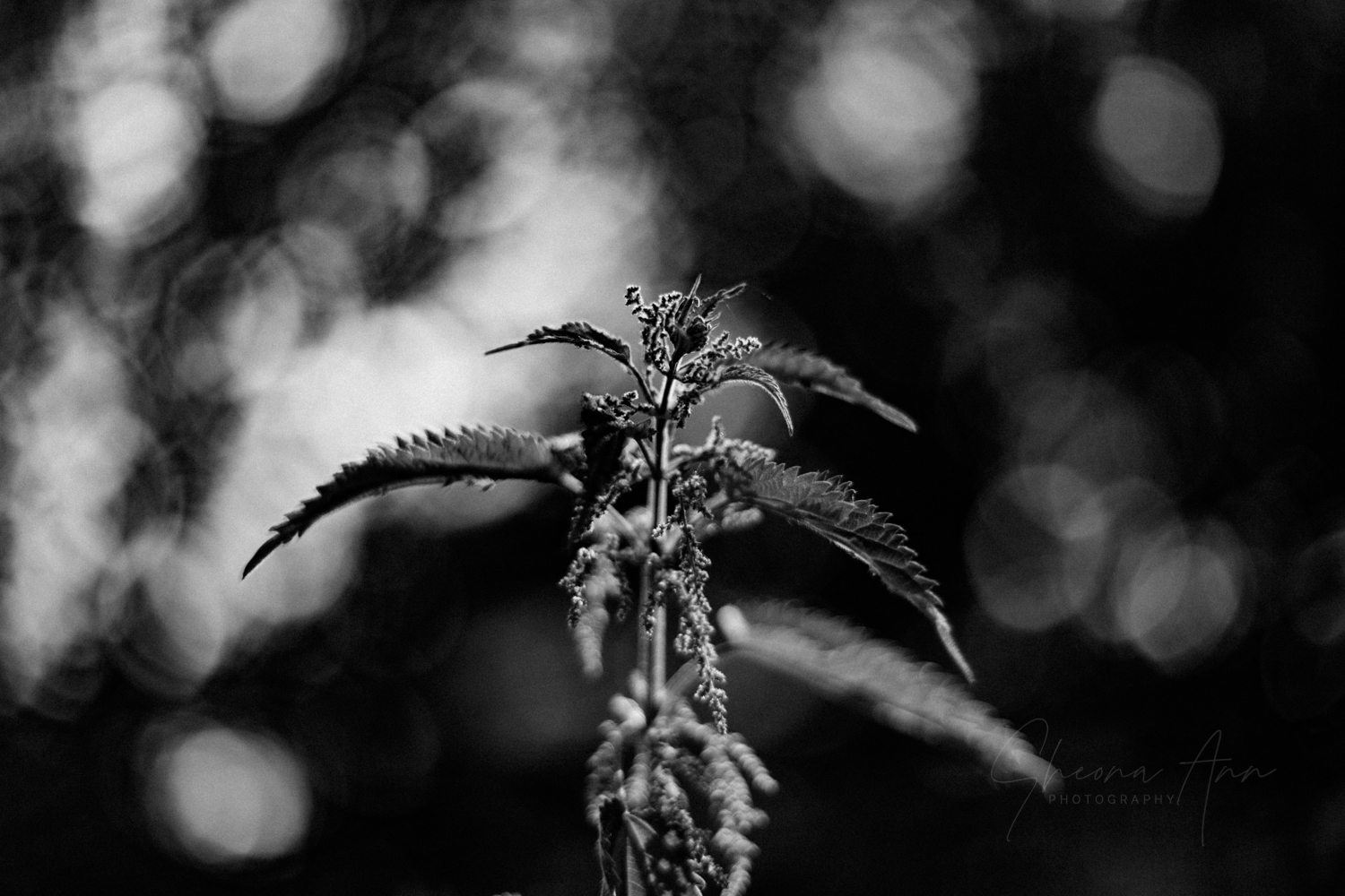 nettles&co_SAP_SheonaAnnPhotography (10 of 14).jpg