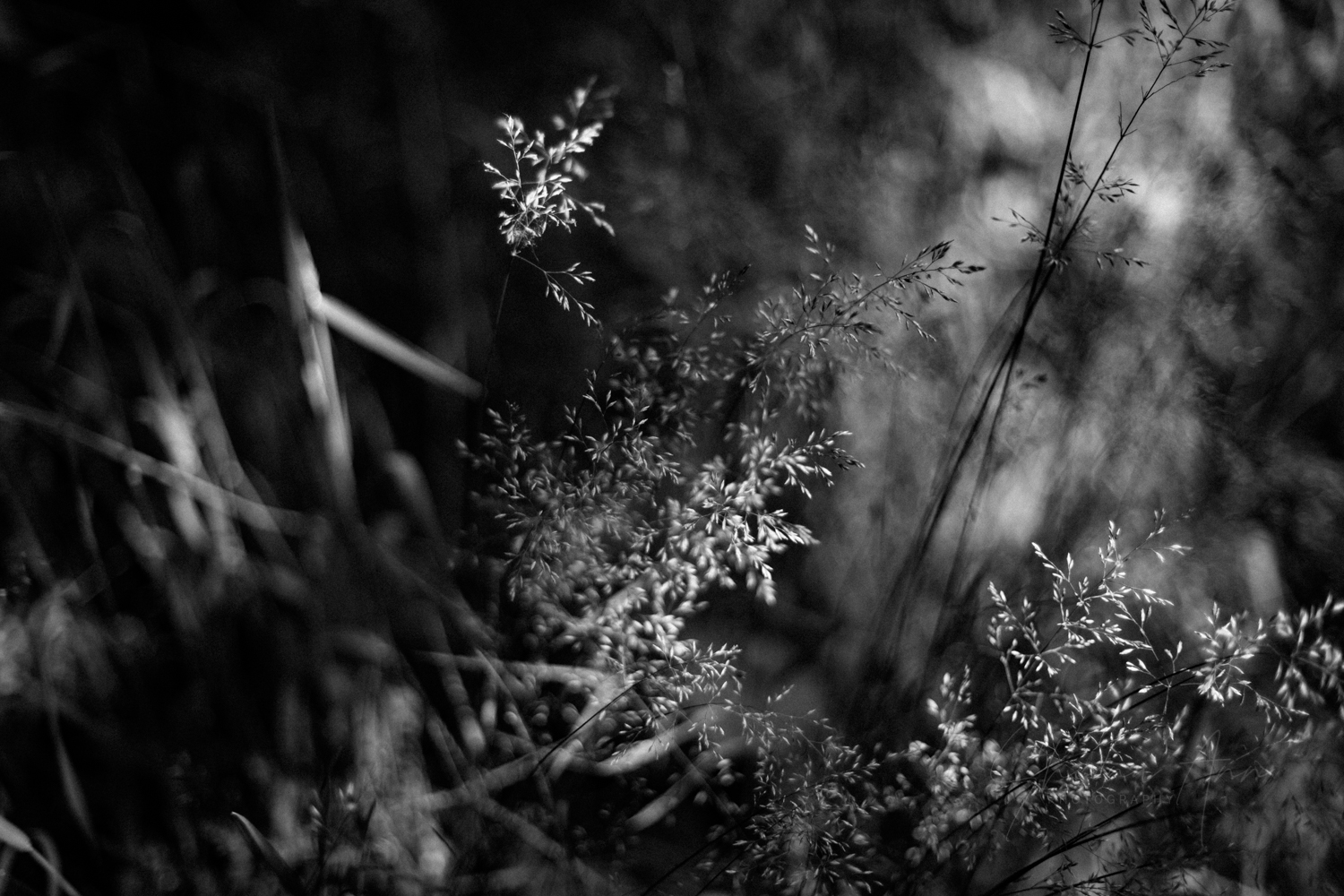 nettles&co_SAP_SheonaAnnPhotography (14 of 14).jpg