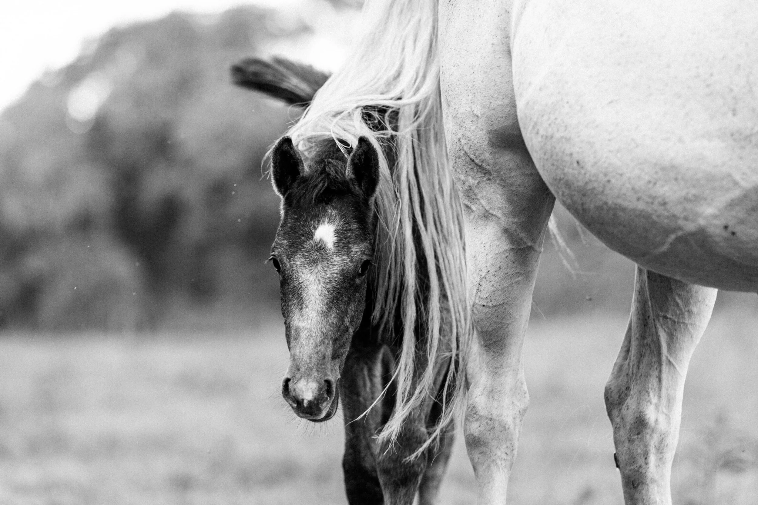 Foal-greymare-close-tailend-SAP (1 of 1).jpg