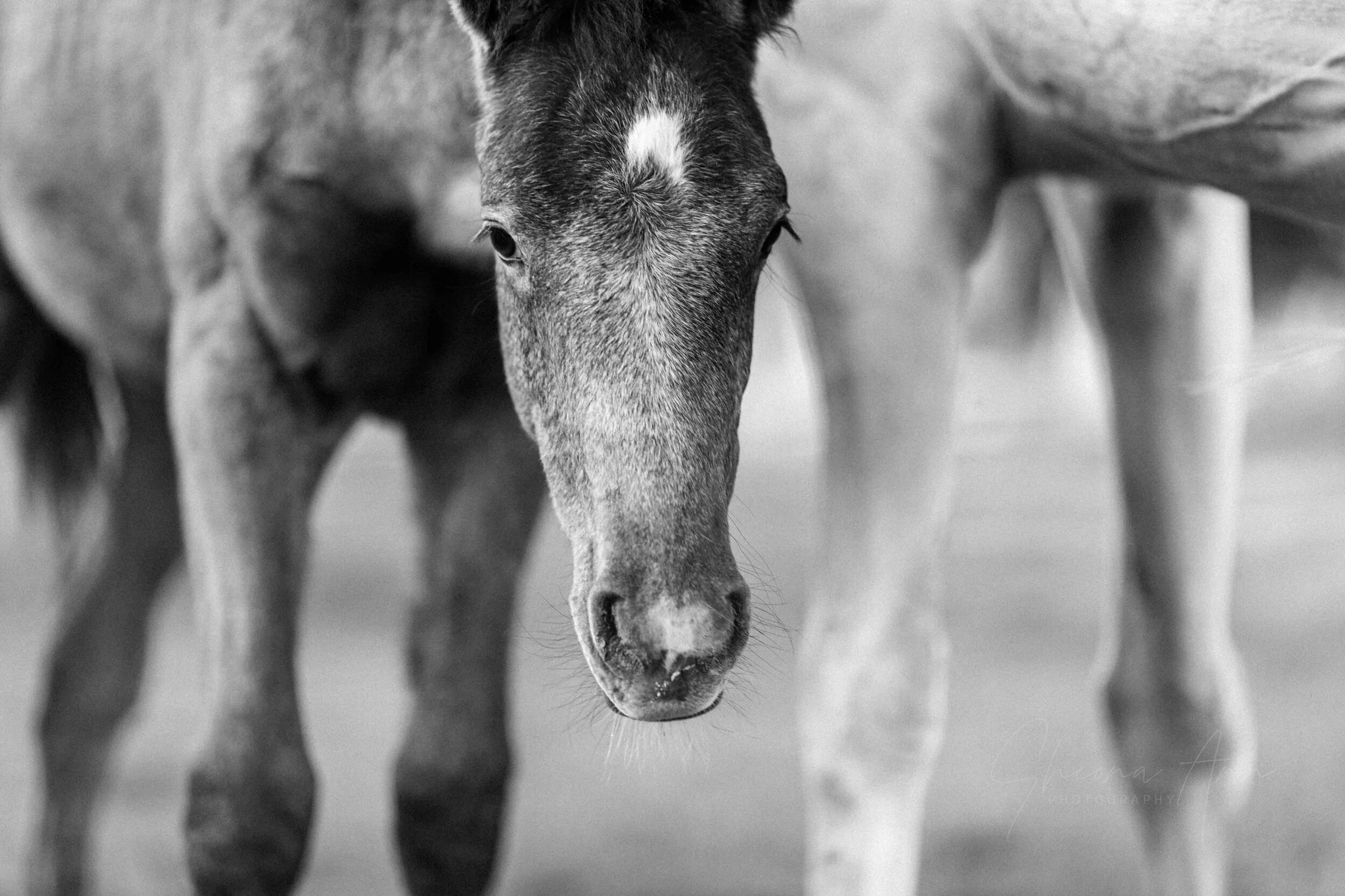 foalshake-SAP (1 of 1)-2.jpg