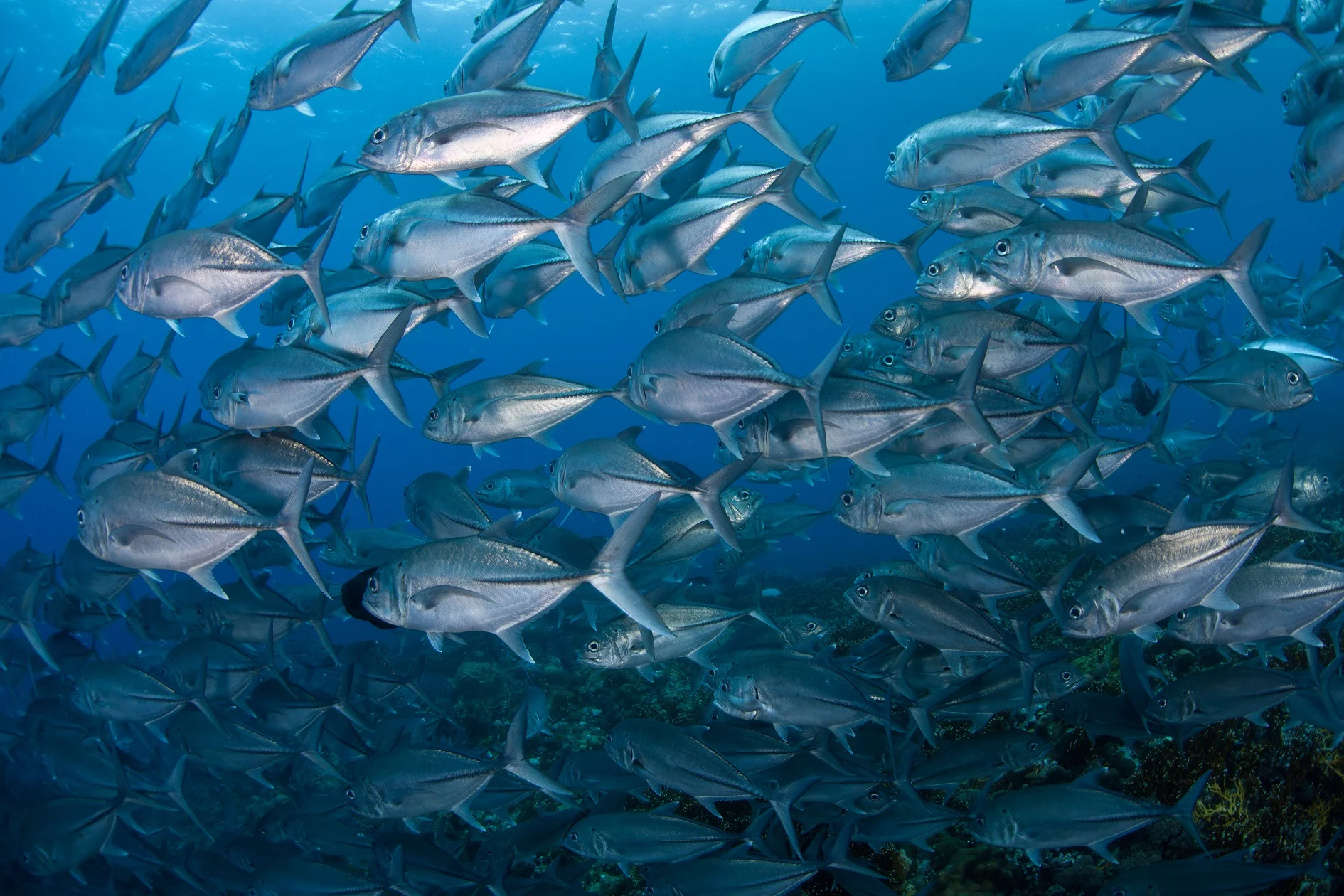 Spot X trevally.jpg