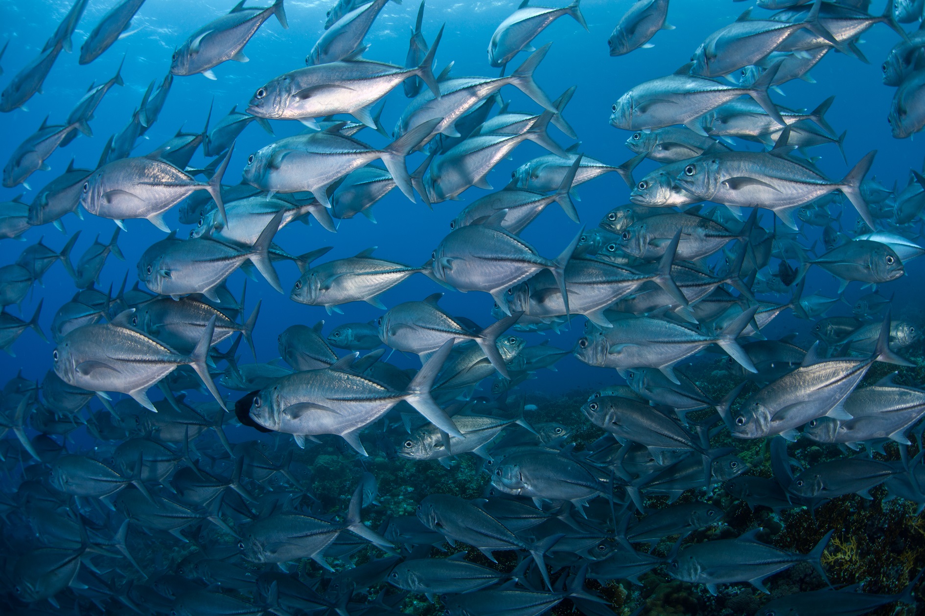 Spot X trevally.jpg