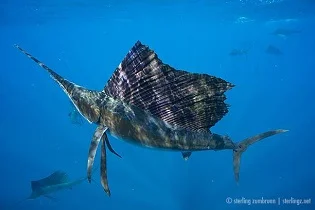 GoPro Low Light Function. Tech Tip Tuesday #08