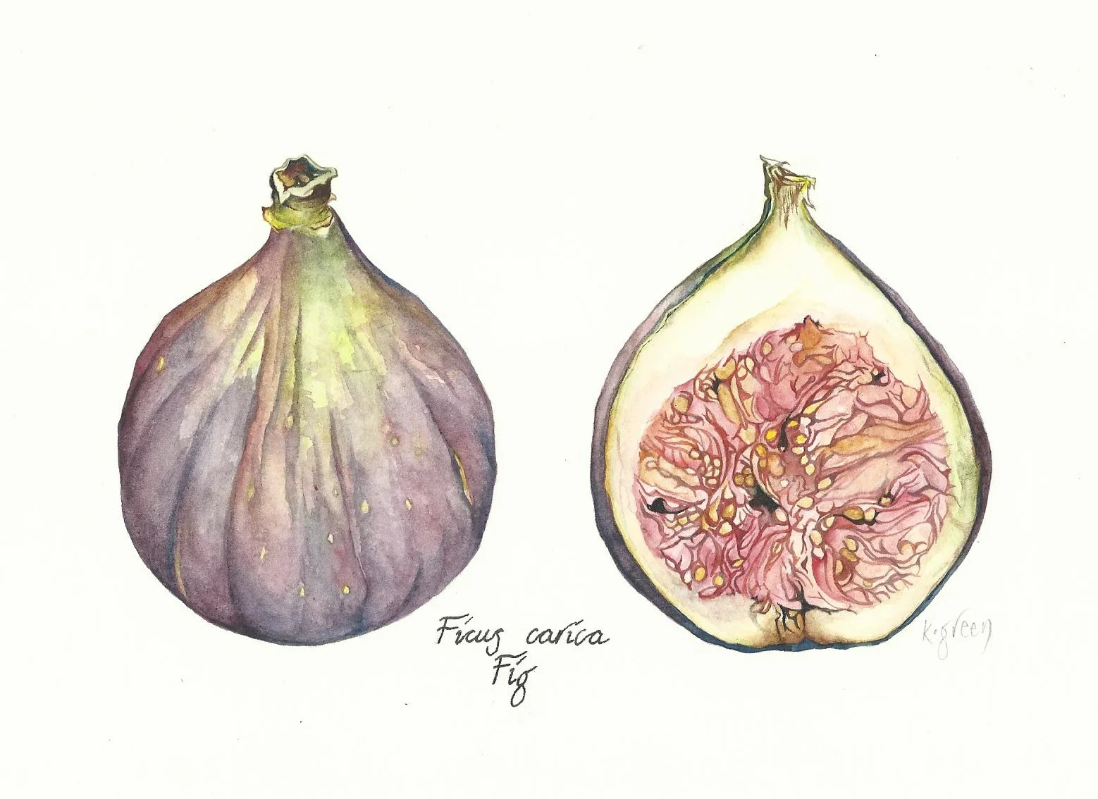 Fig