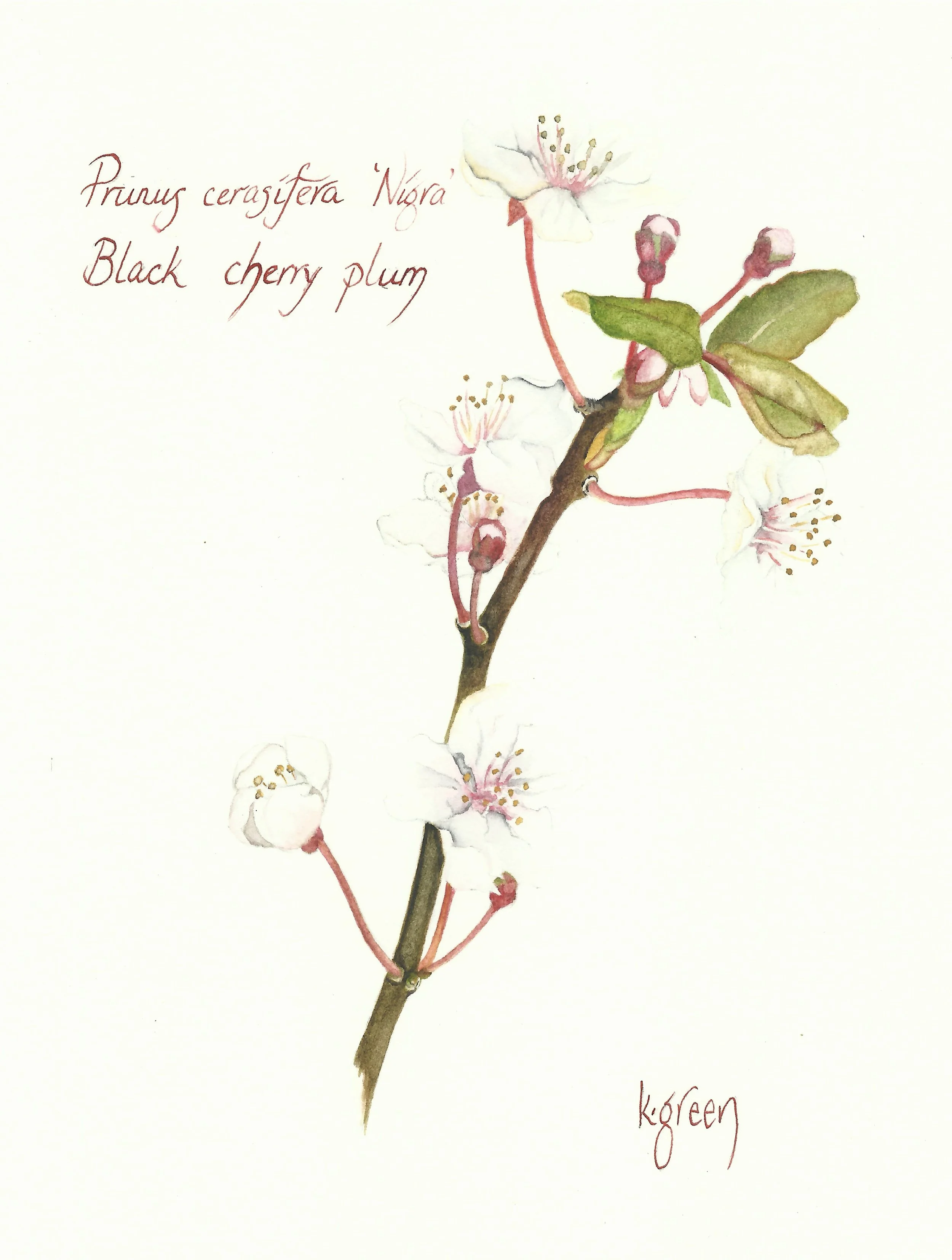 Black Cherry Plum Blossom