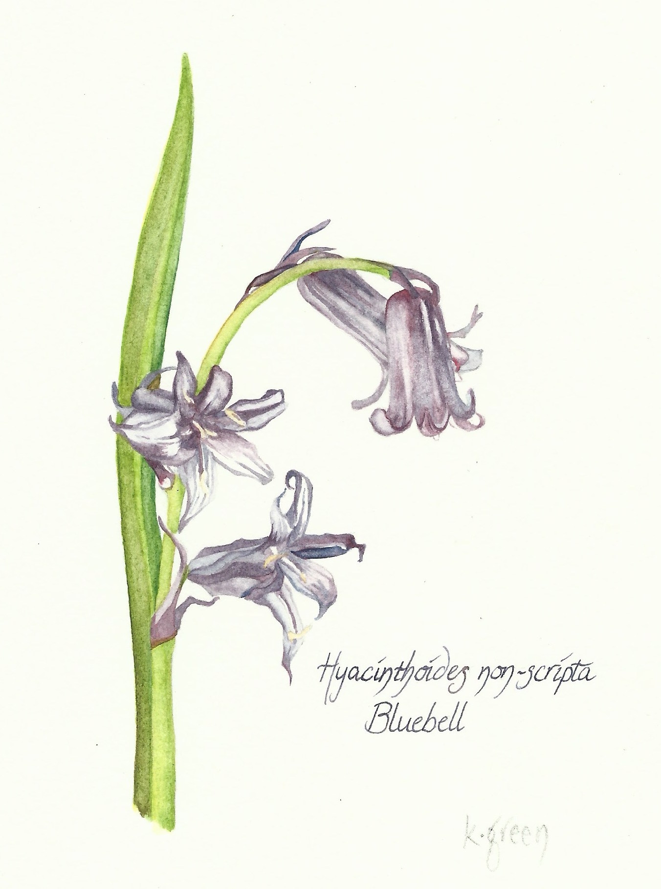 Bluebell