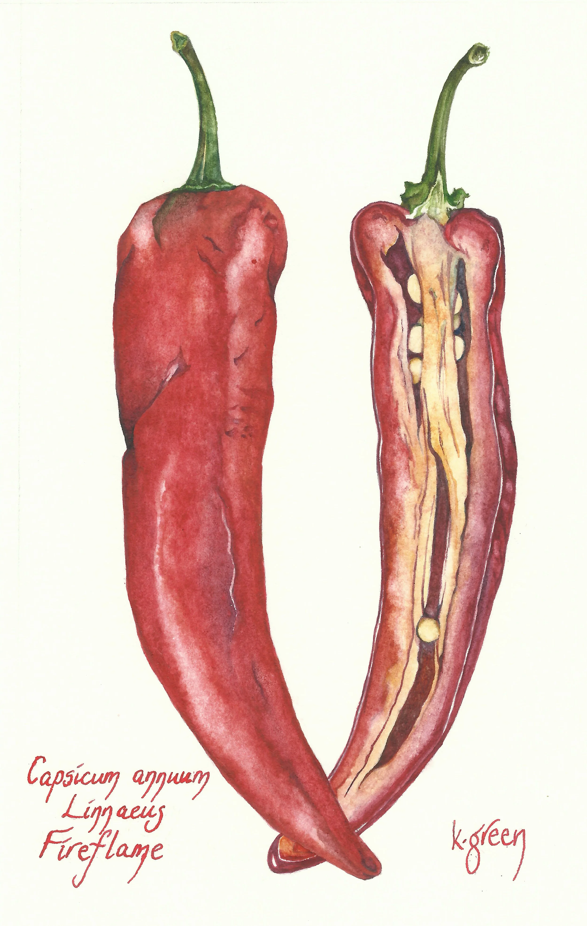 Chilli