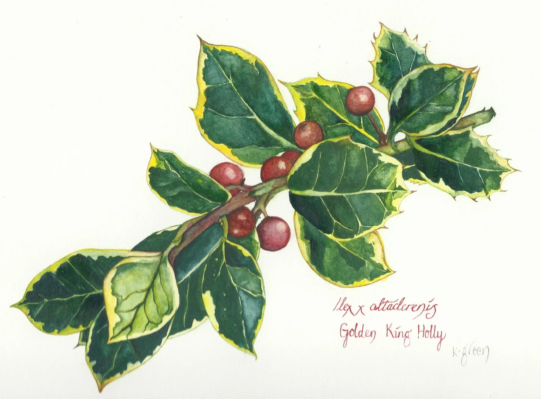 Golden King Holly
