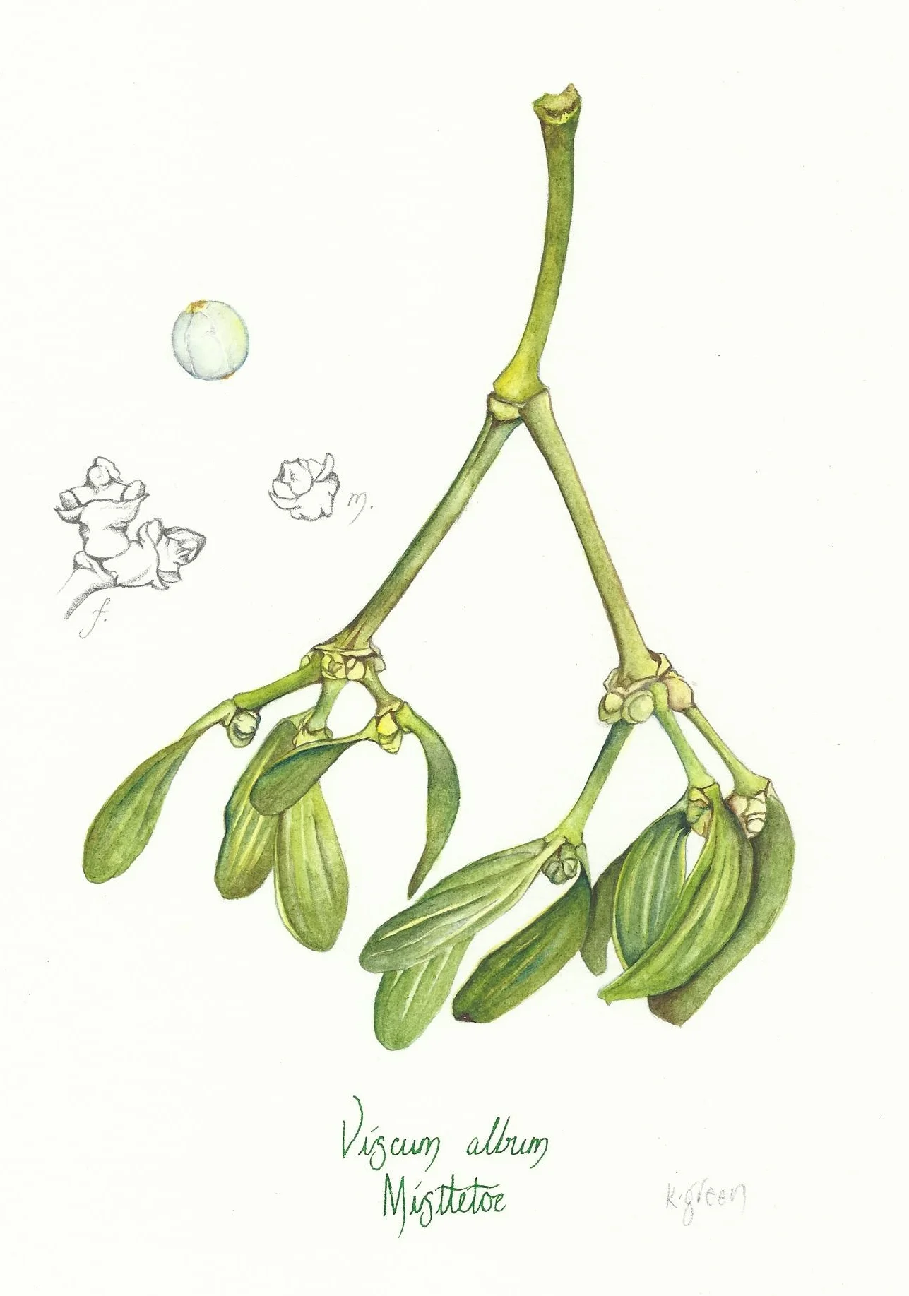 Mistletoe