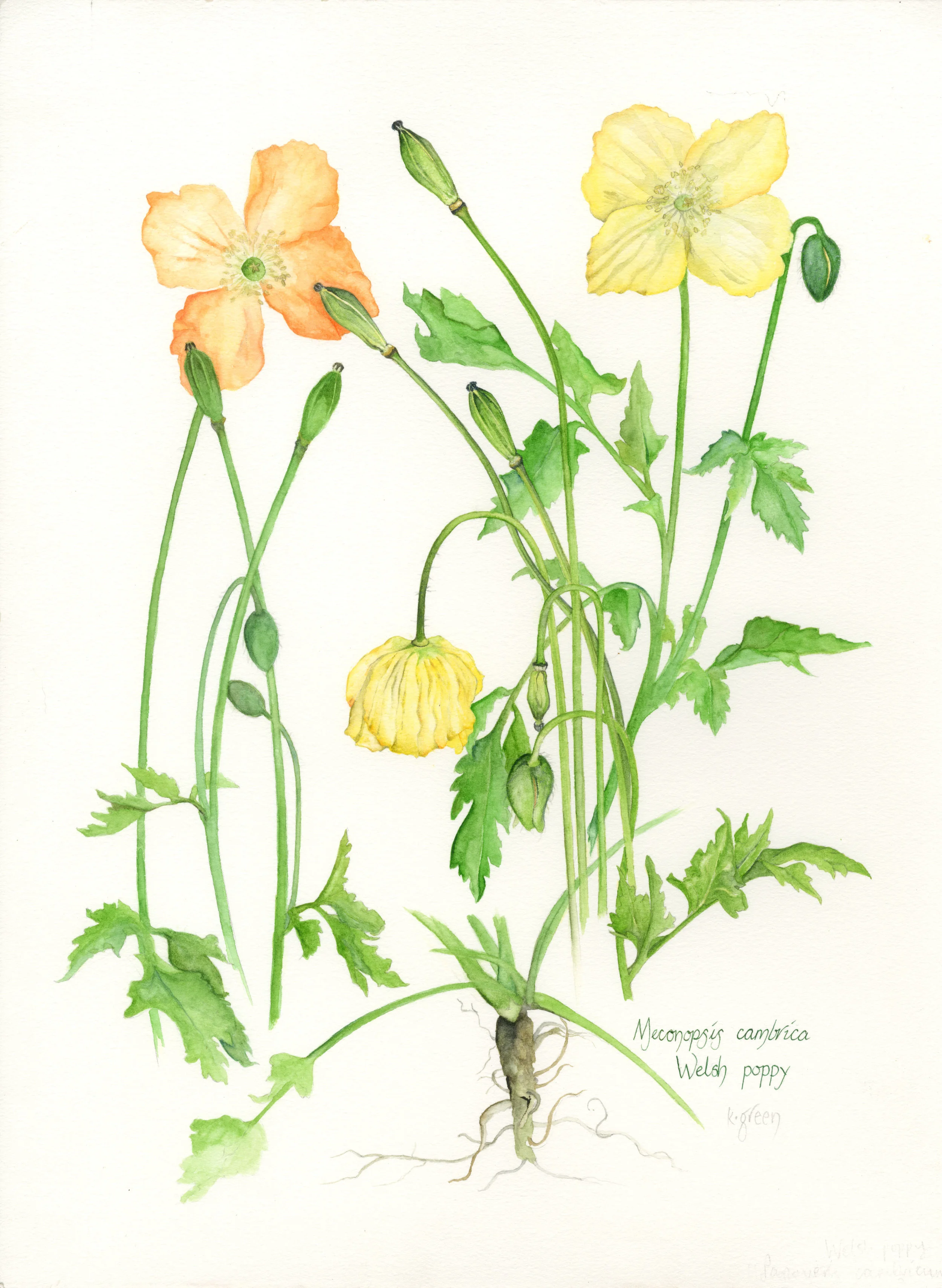 Welsh Poppies