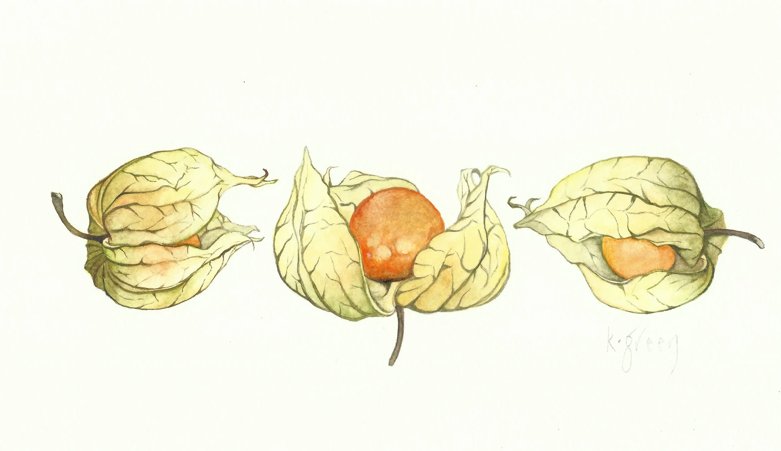 Physalis