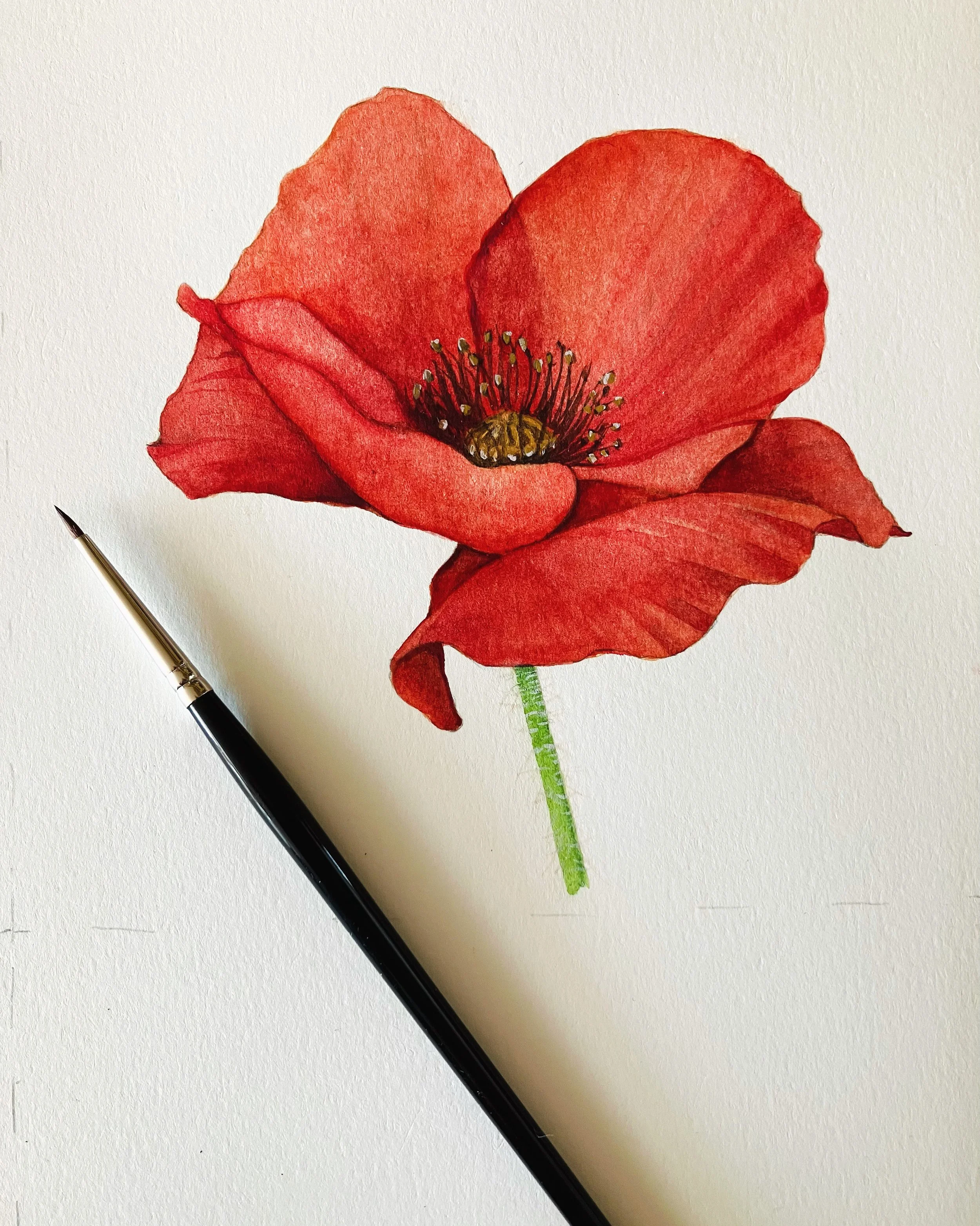 August- Poppy