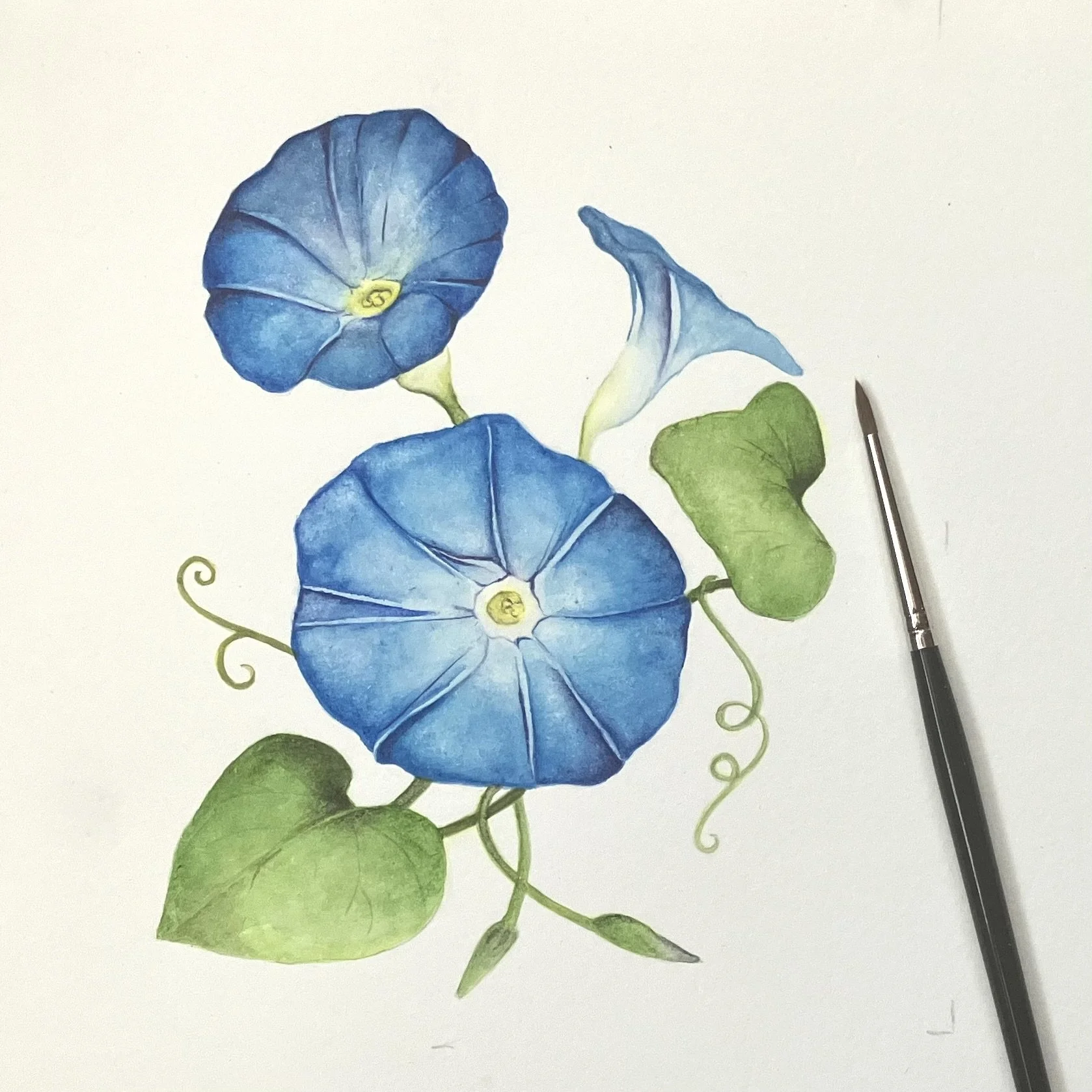 September- Morning Glory