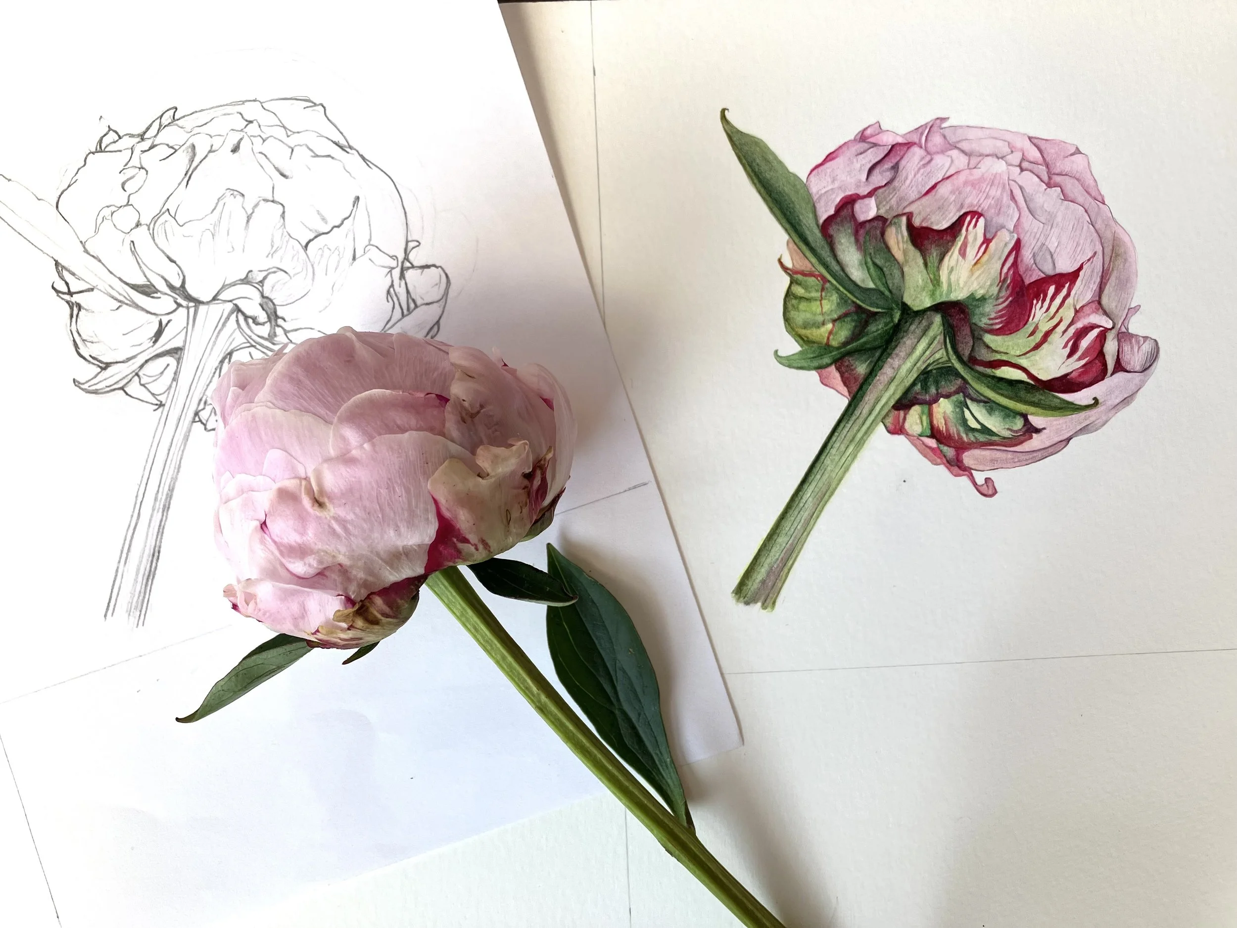 November - Peony